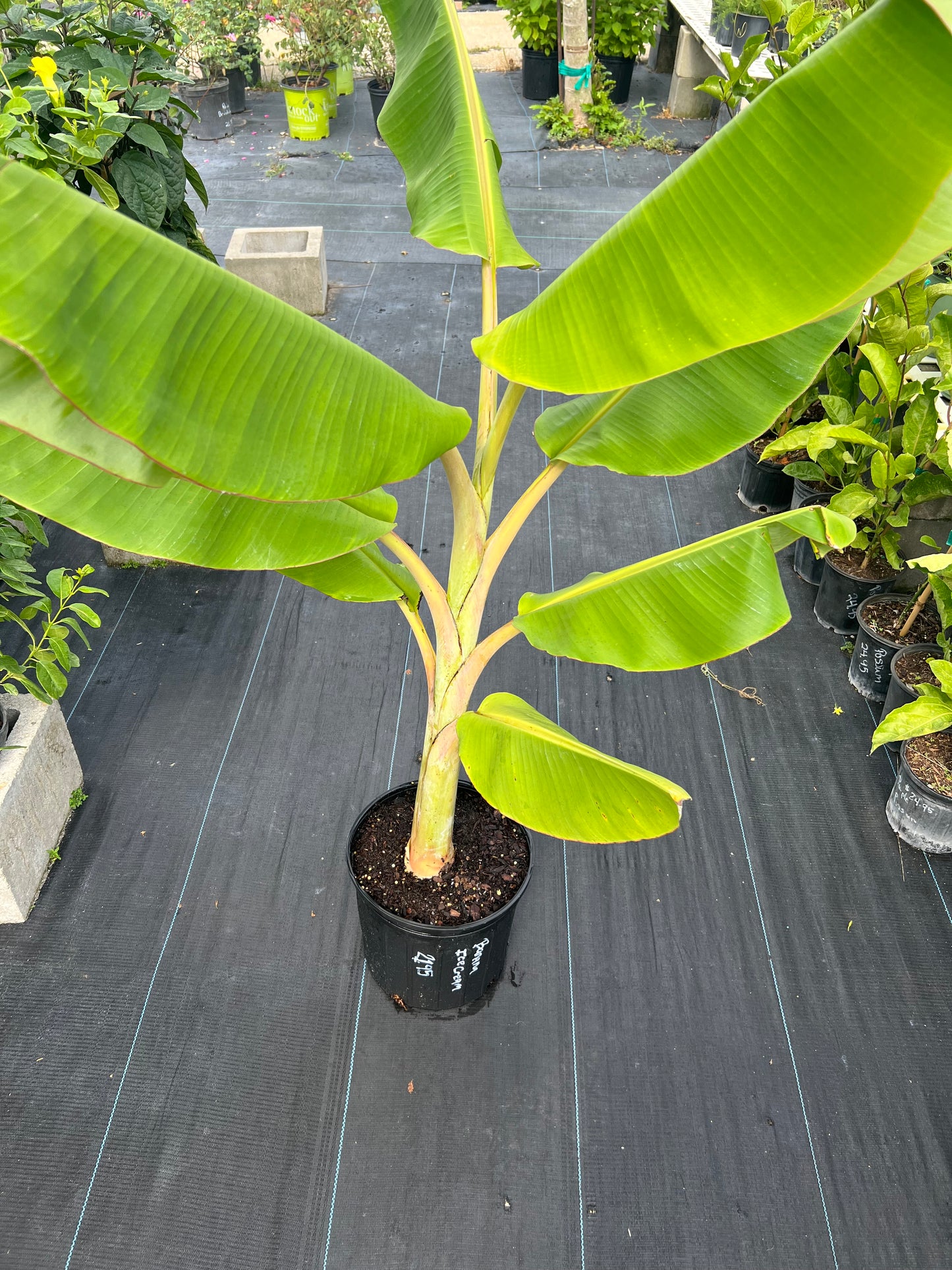 Banana (Musa) Trees