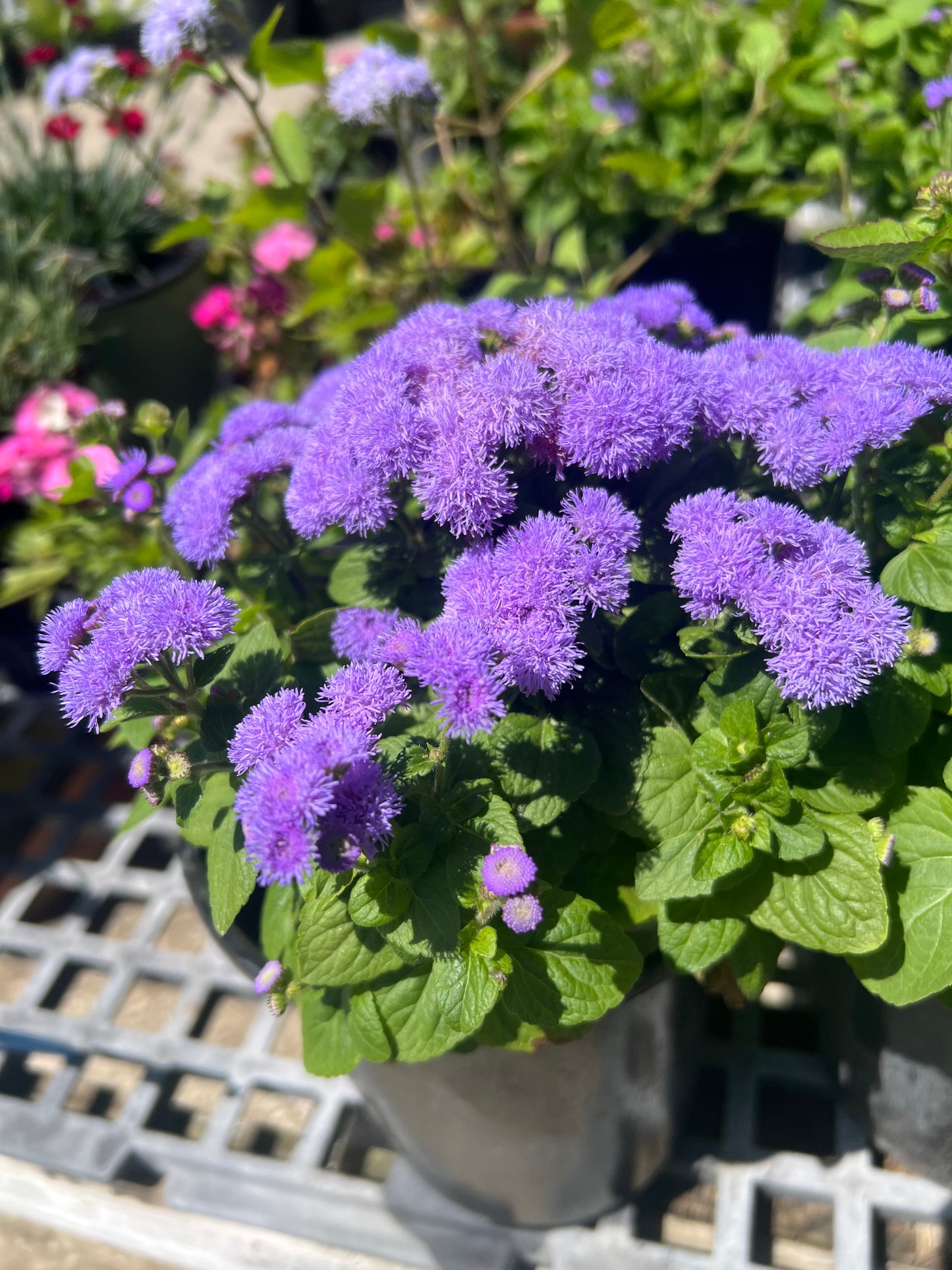 Ageratum (Bluemink)