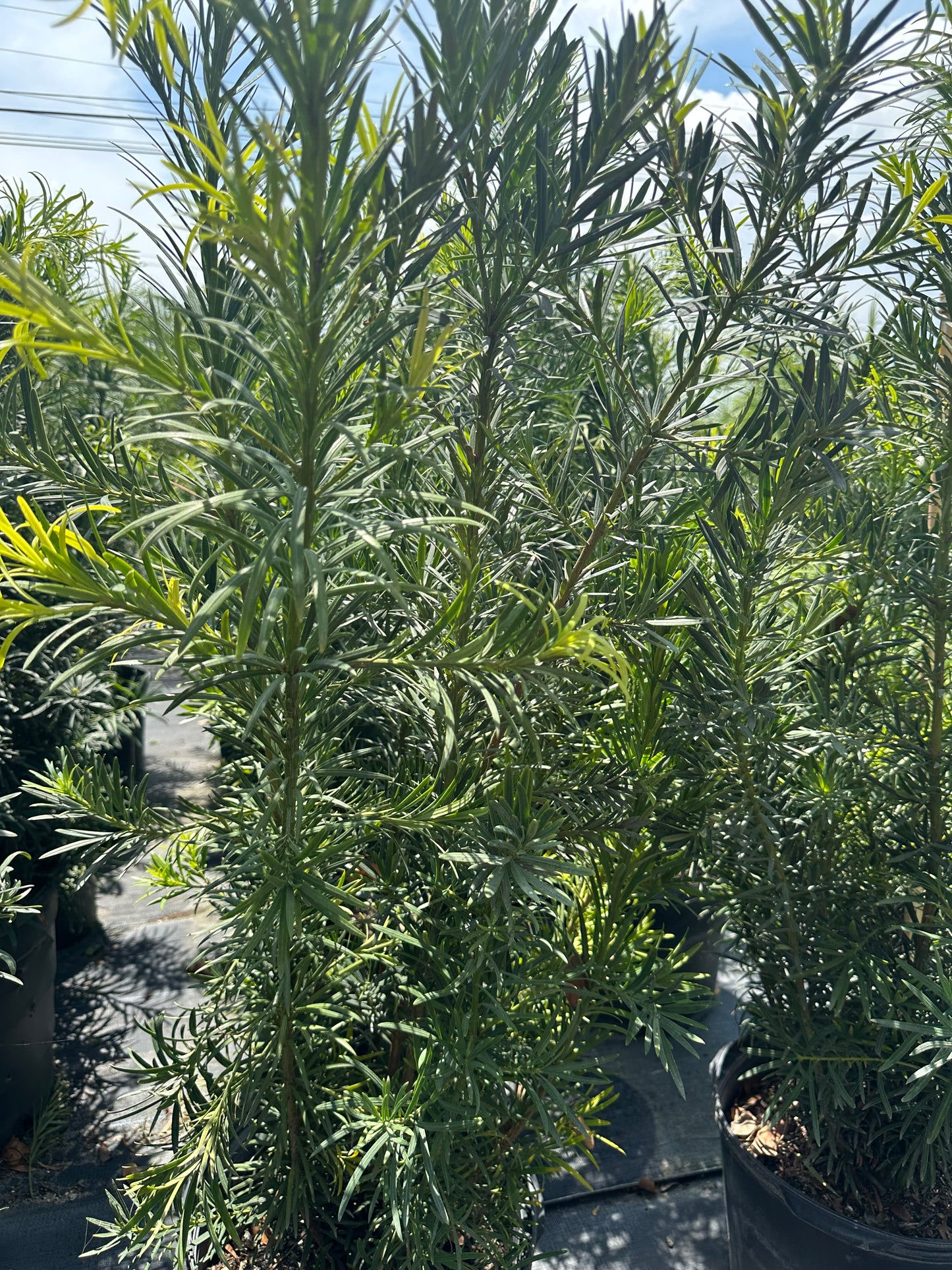 Podocarpus Maki (macrophyllus)