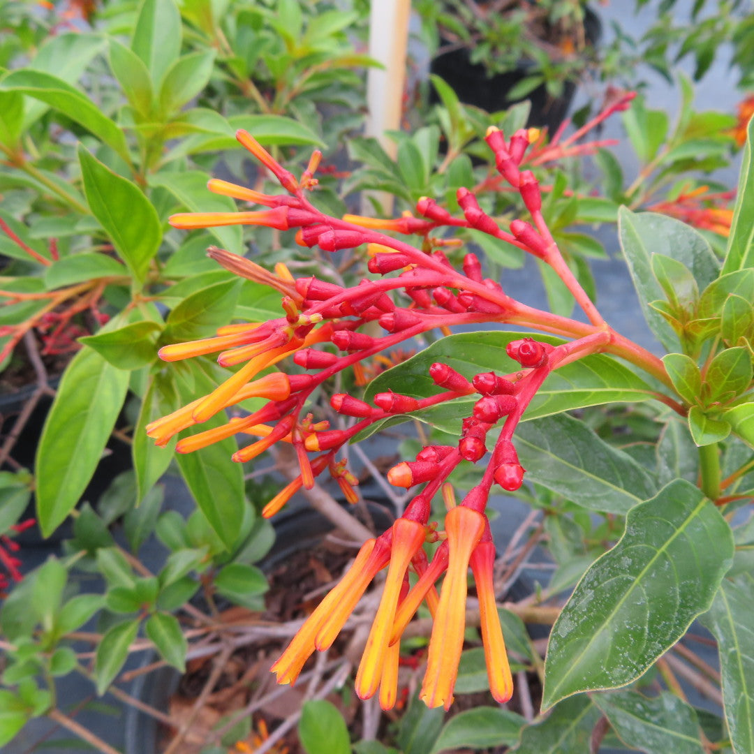 Firebush Dwarf