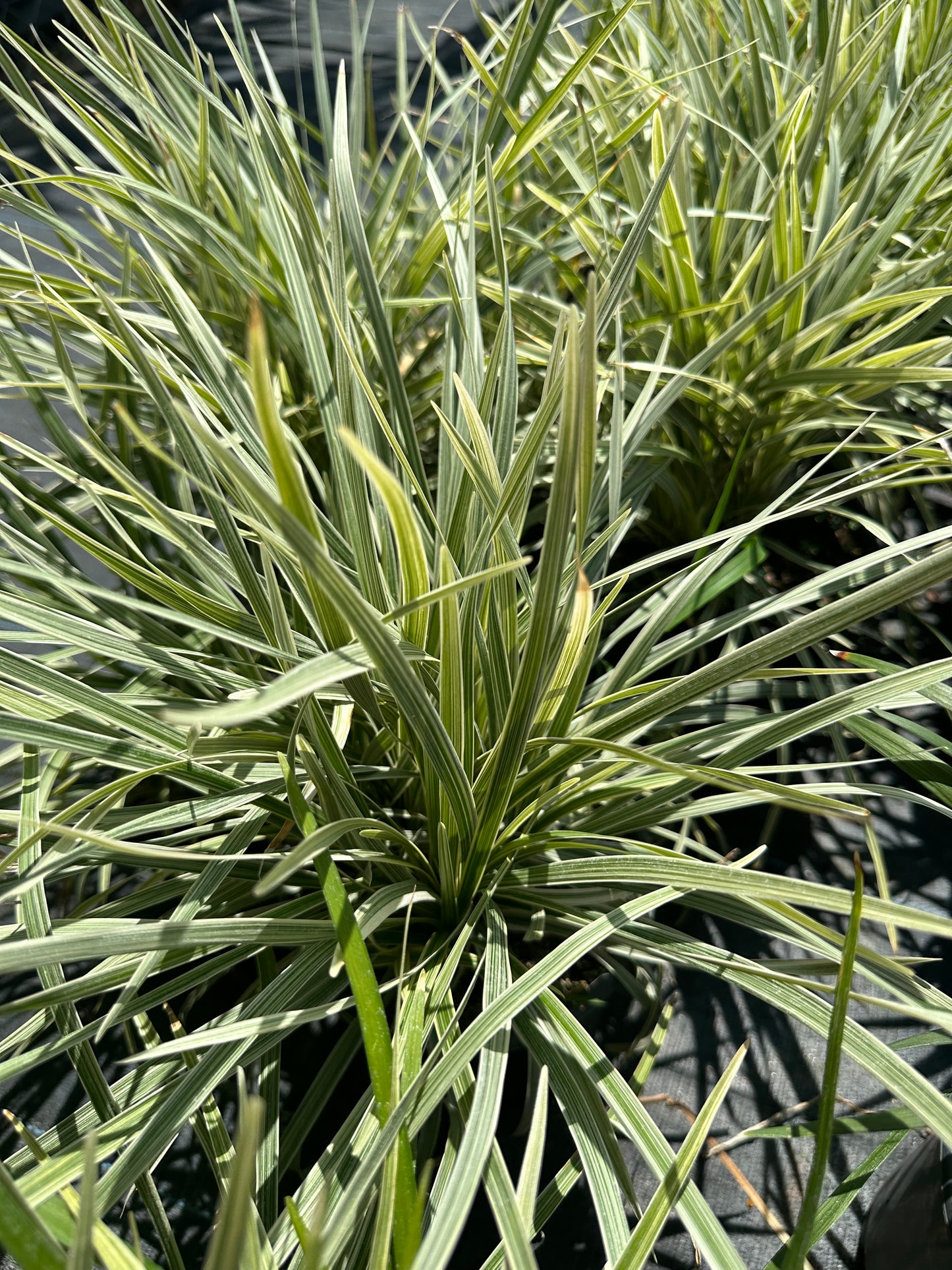 Liriope Aztec Grass 1G