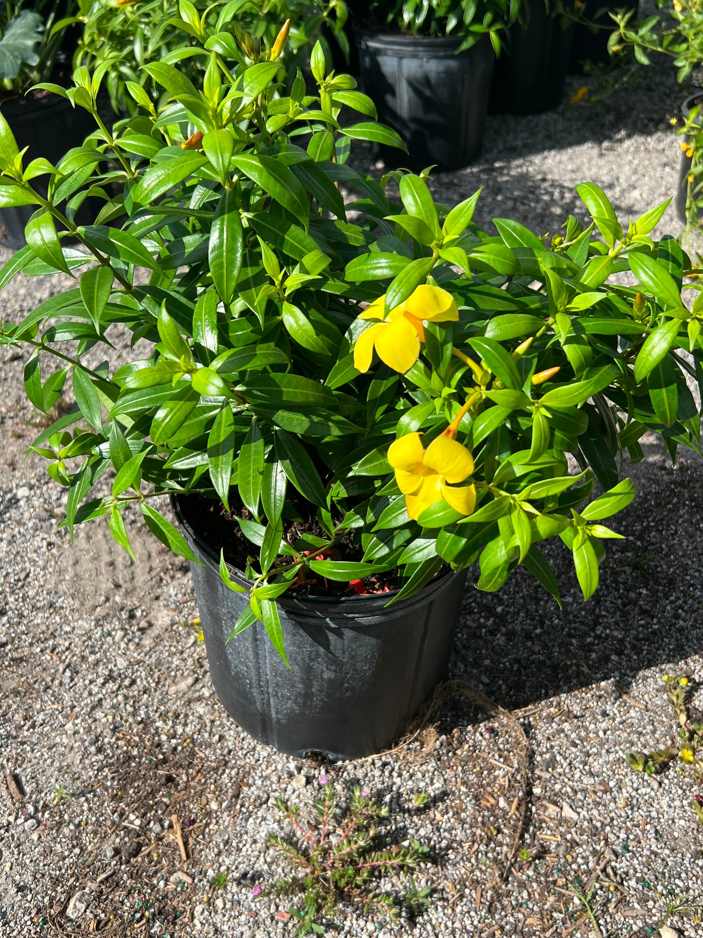 Allamanda Dwf-3G-3 gal