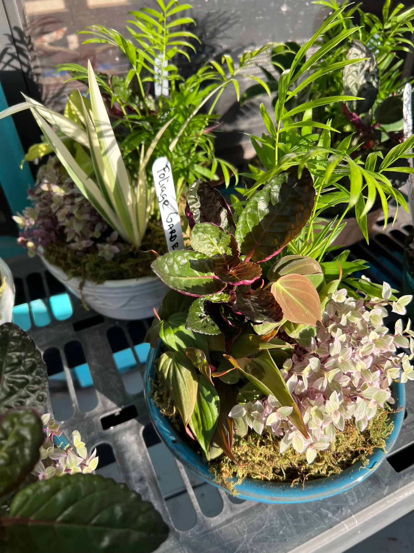 Succulent Garden Dish