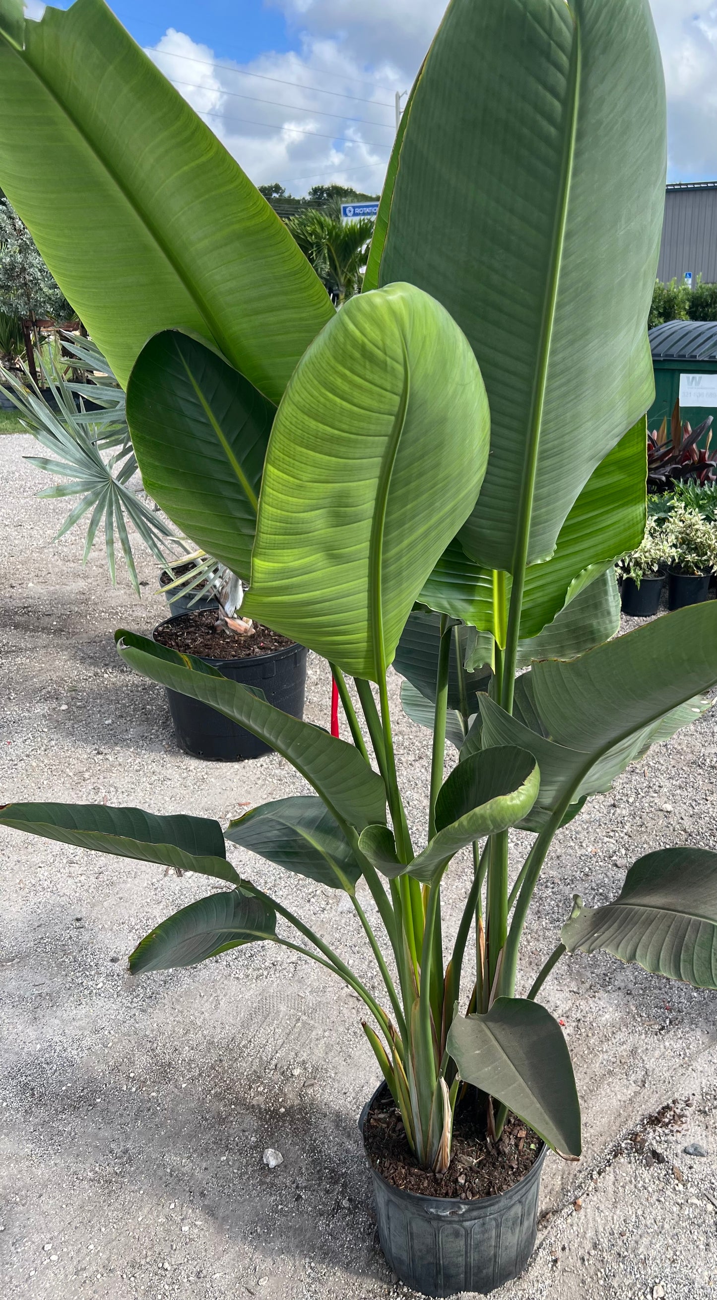 Bird of Paradise White