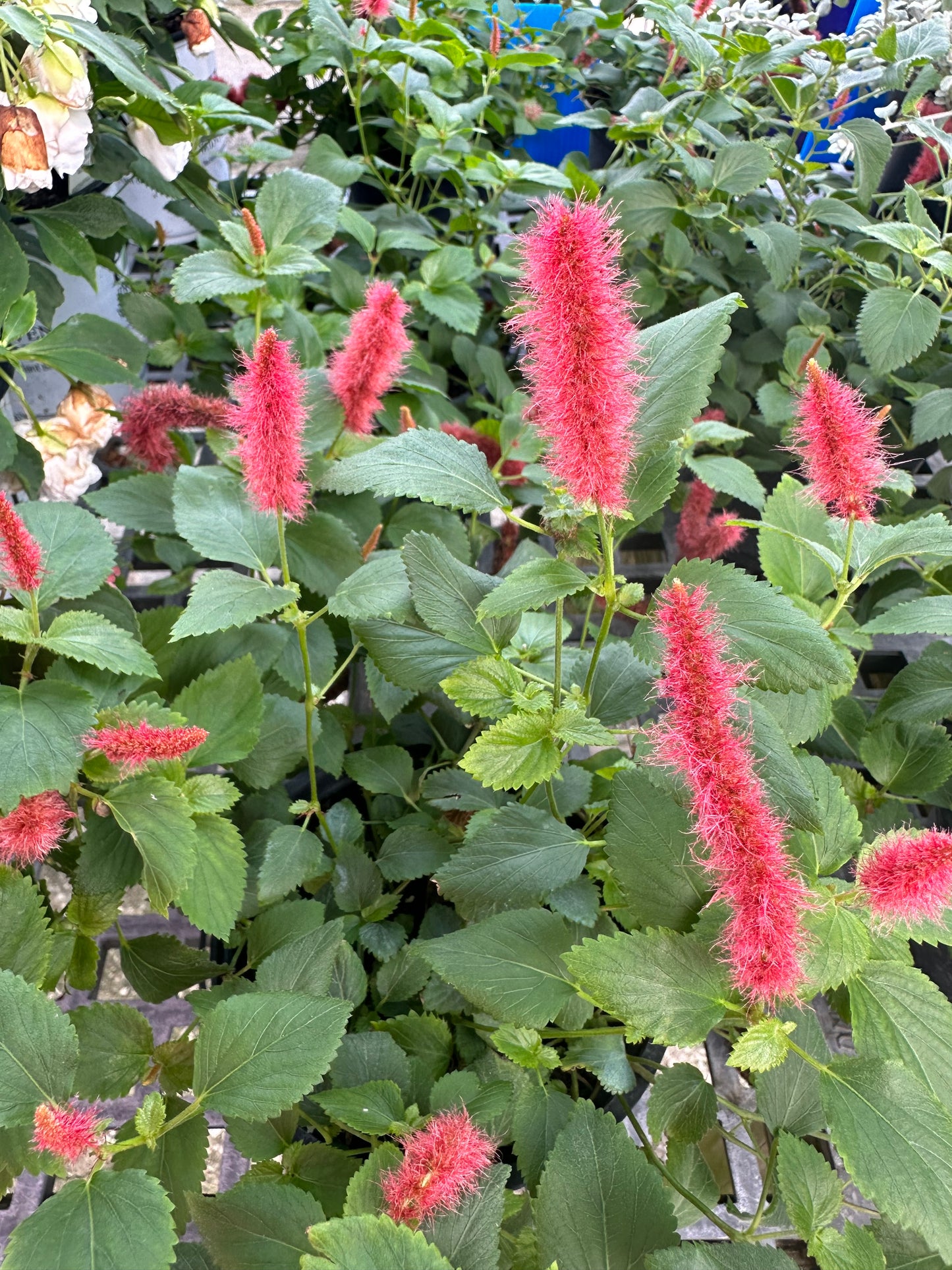 Chenille (Acalypha hispida)