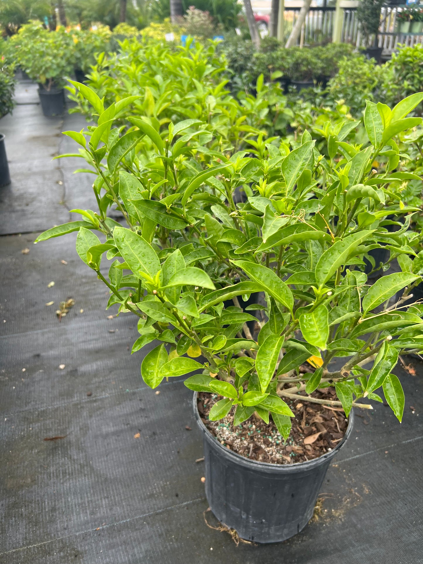 Jasmine Shrubs