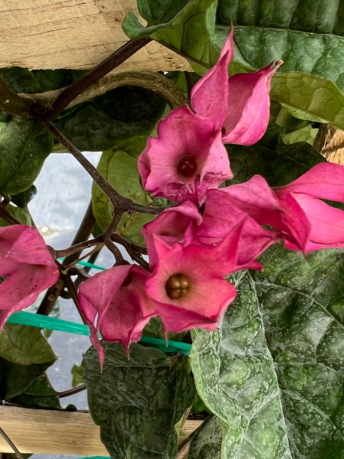Bleeding Heart Clerodendrum(Thomsoniae)