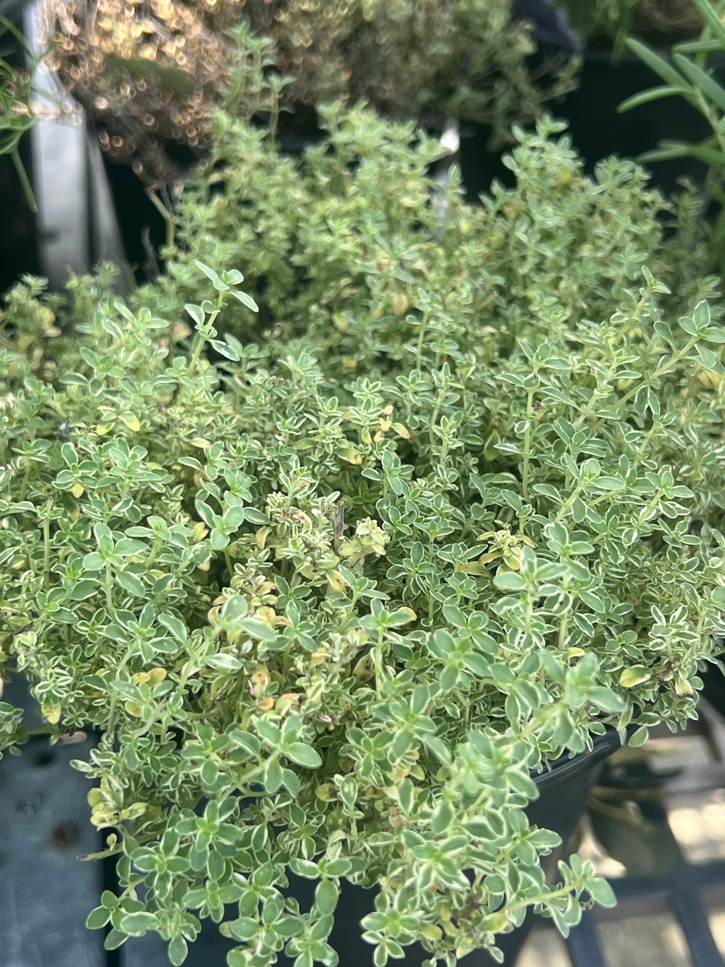Herb Thyme English 1G