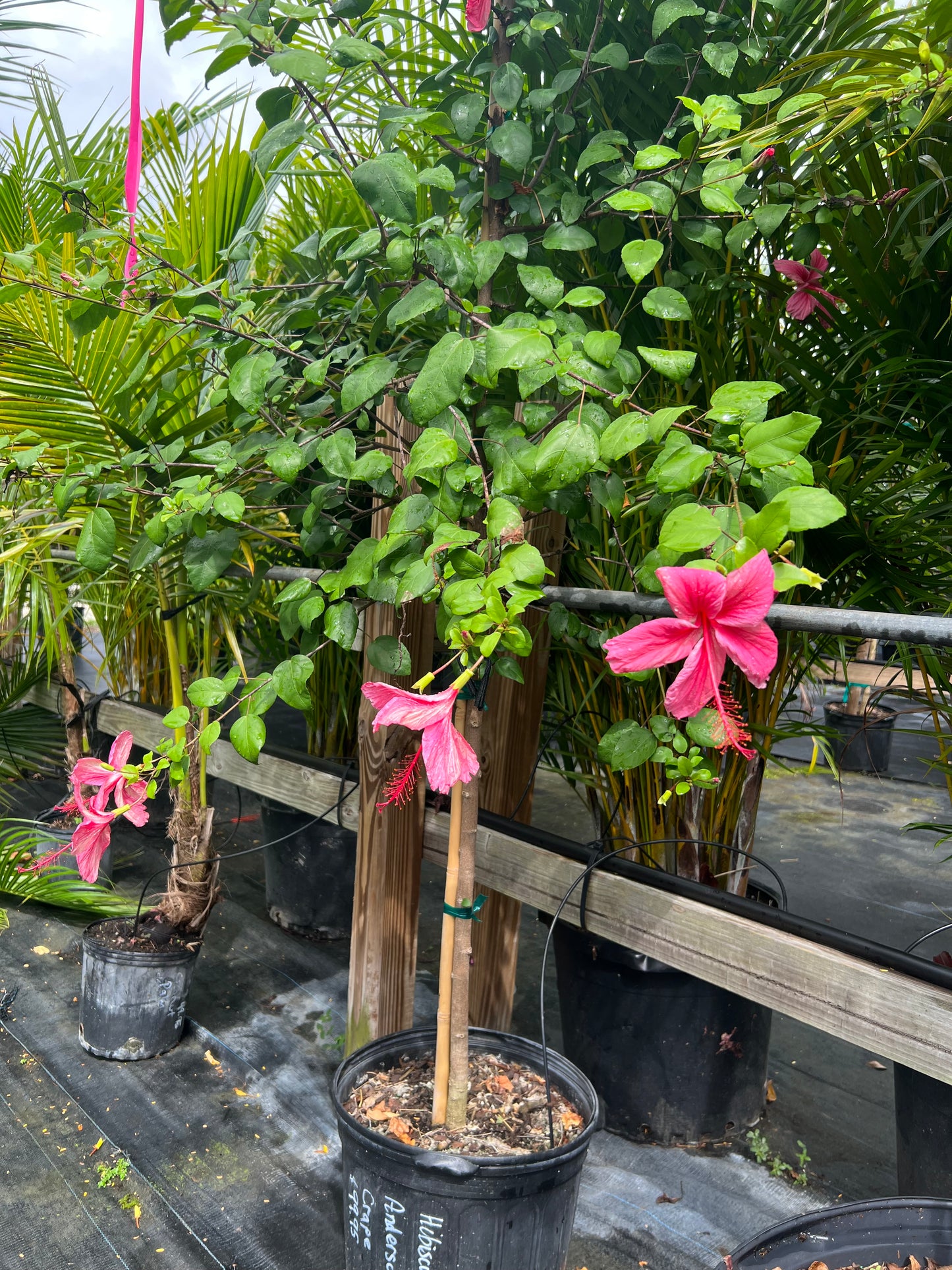 Hibiscus Trees
