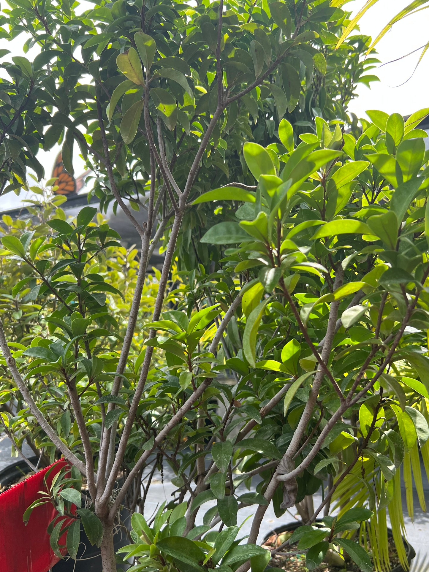 Marlberry N 7G