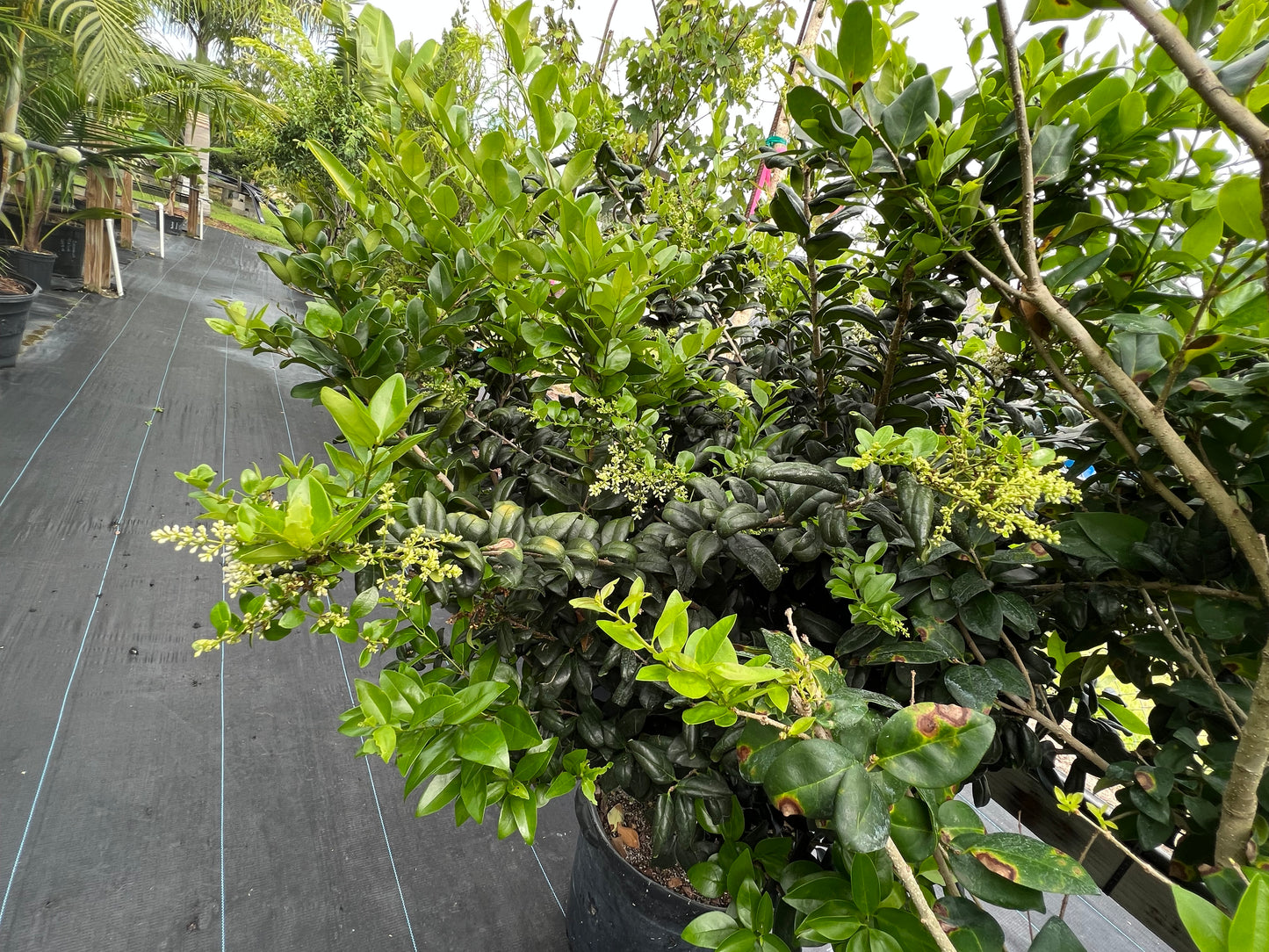 Ligustrum Green