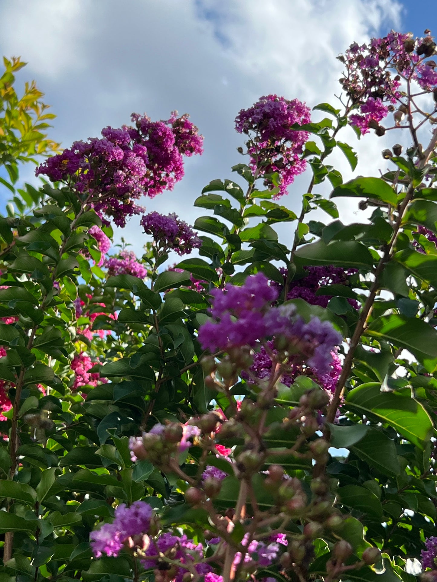 Crape Myrtle 3G