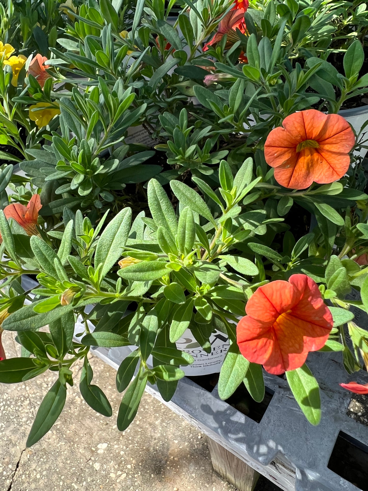 Calibrachoa