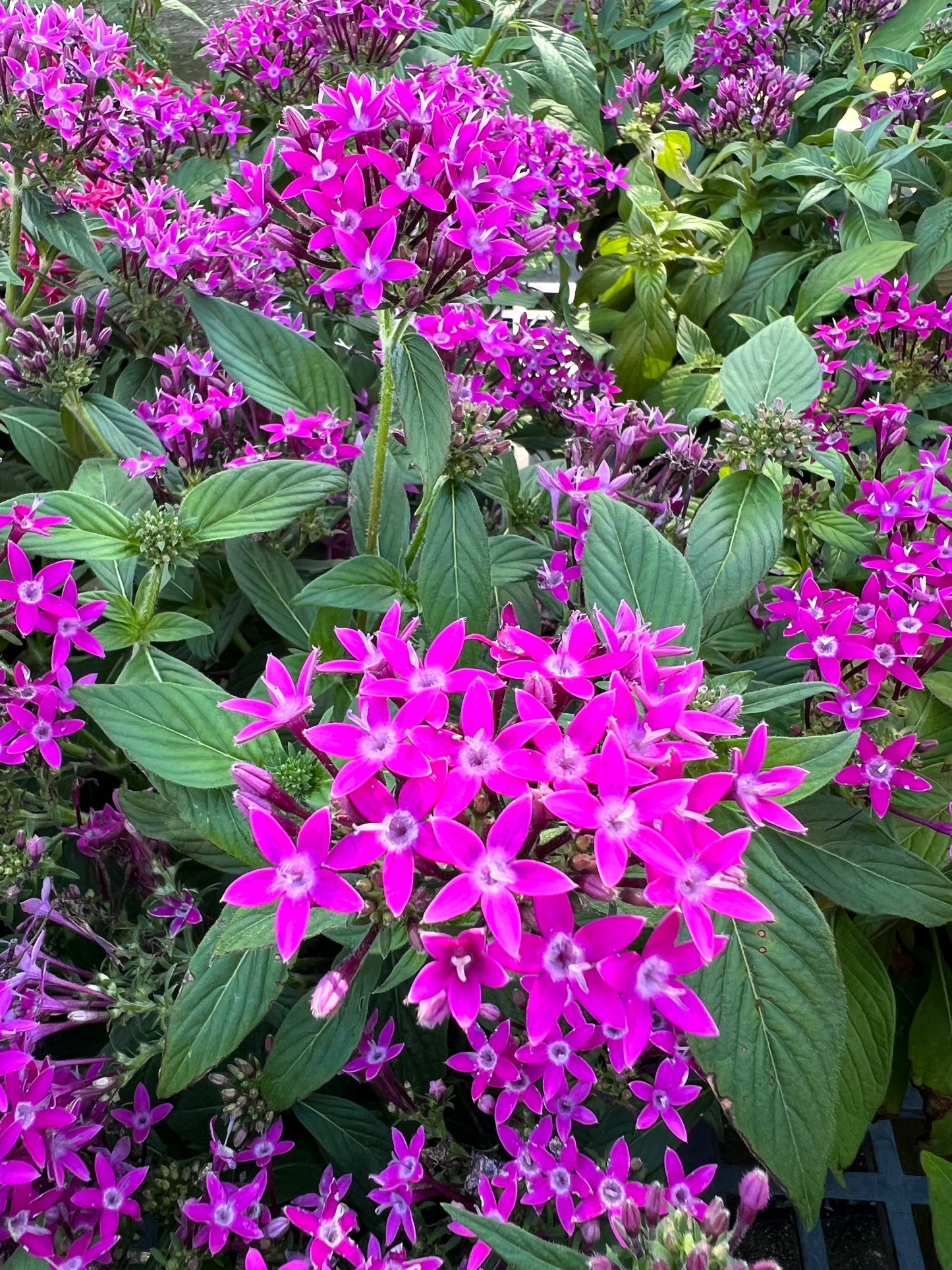 Pentas (Pentas Lanceolata) 1G