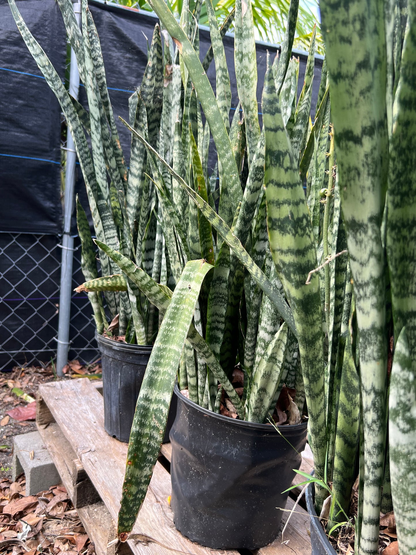 Sansevieria Winter Grn-3G-3 gal