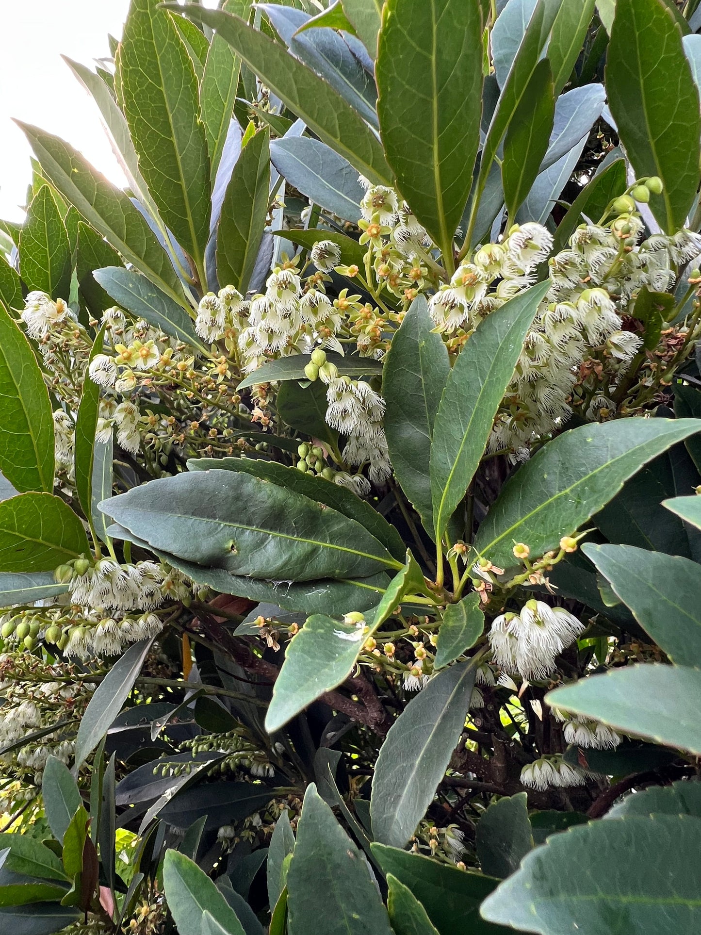 Japanese Blueberry (Elaeocarpus decipiens)