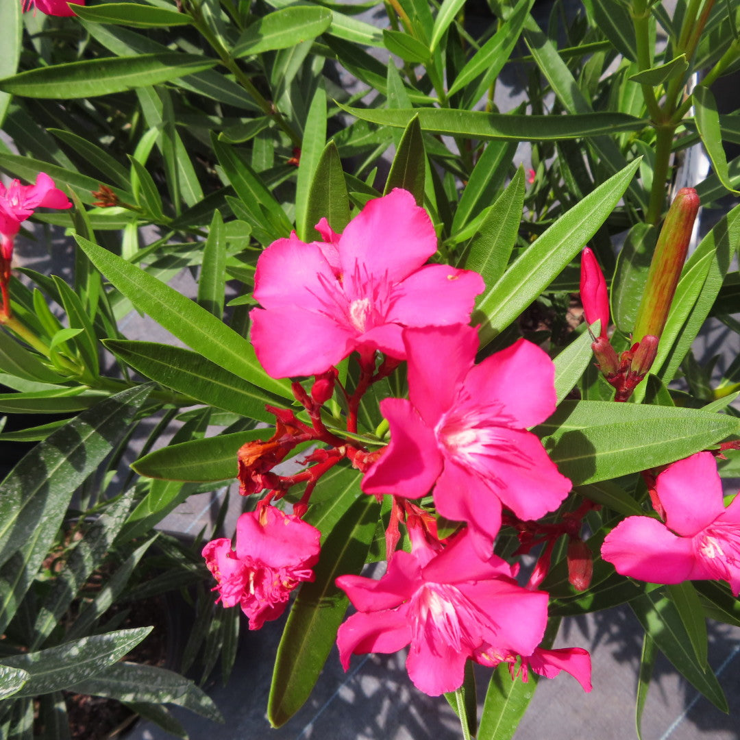 Oleander (Nerium)