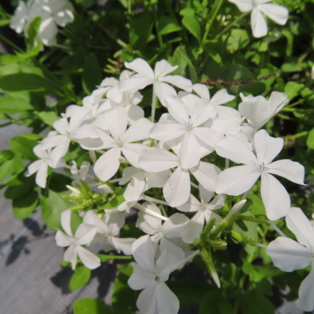 Plumbago (auriculata)