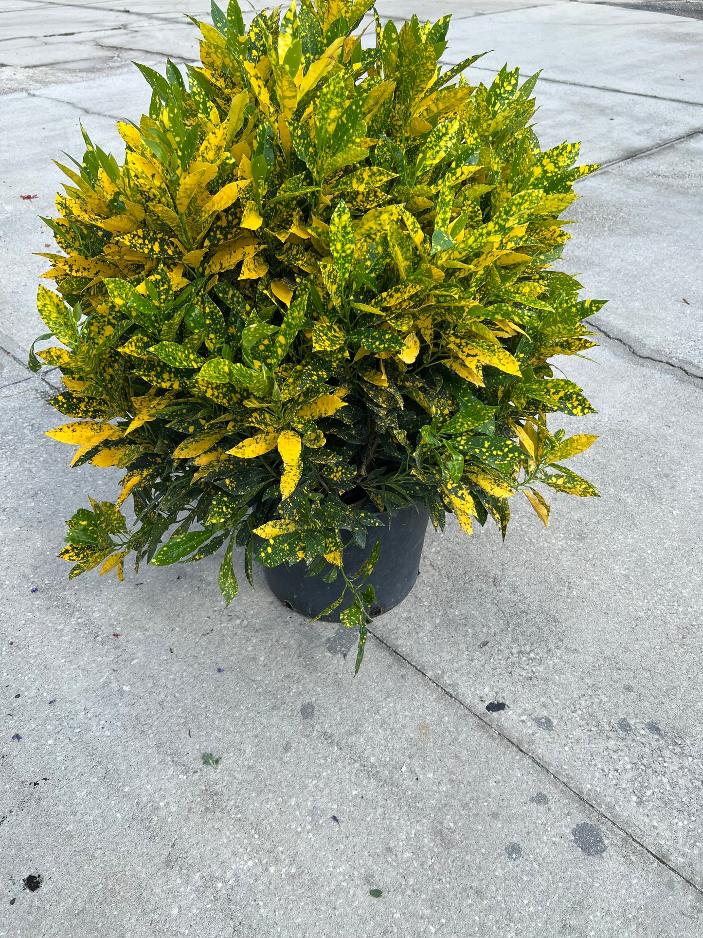Croton Gold Dust
