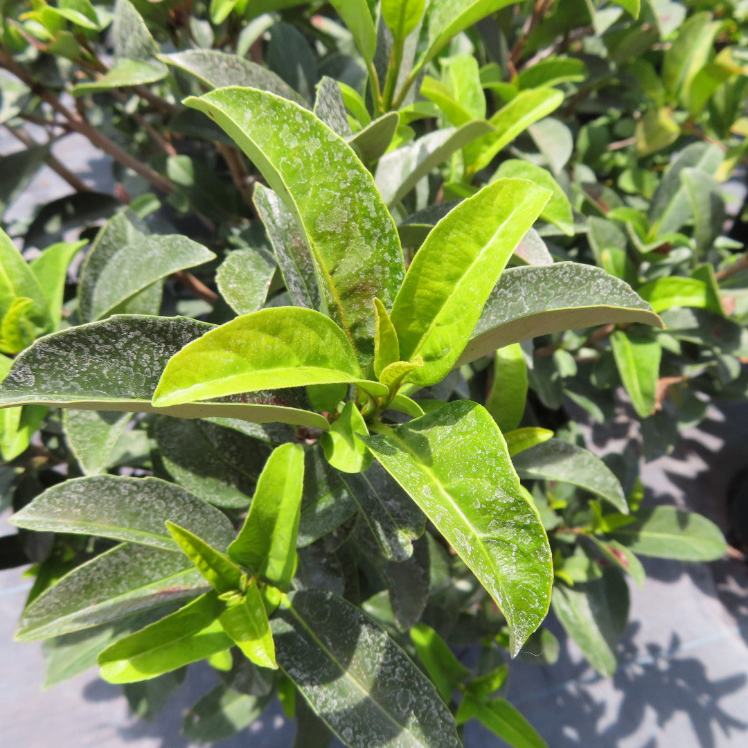 Viburnum Odors (sweet viburnum)