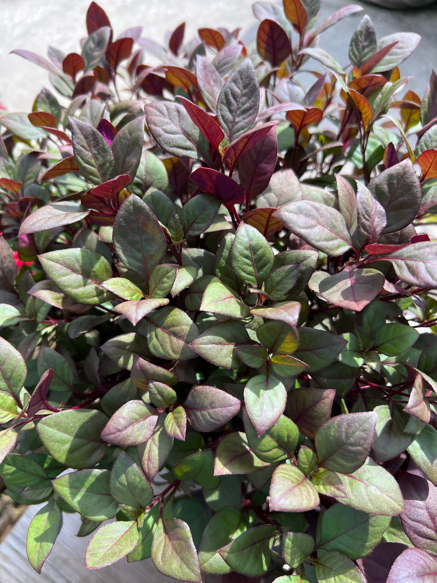 Alternanthera Little Ruby 1G