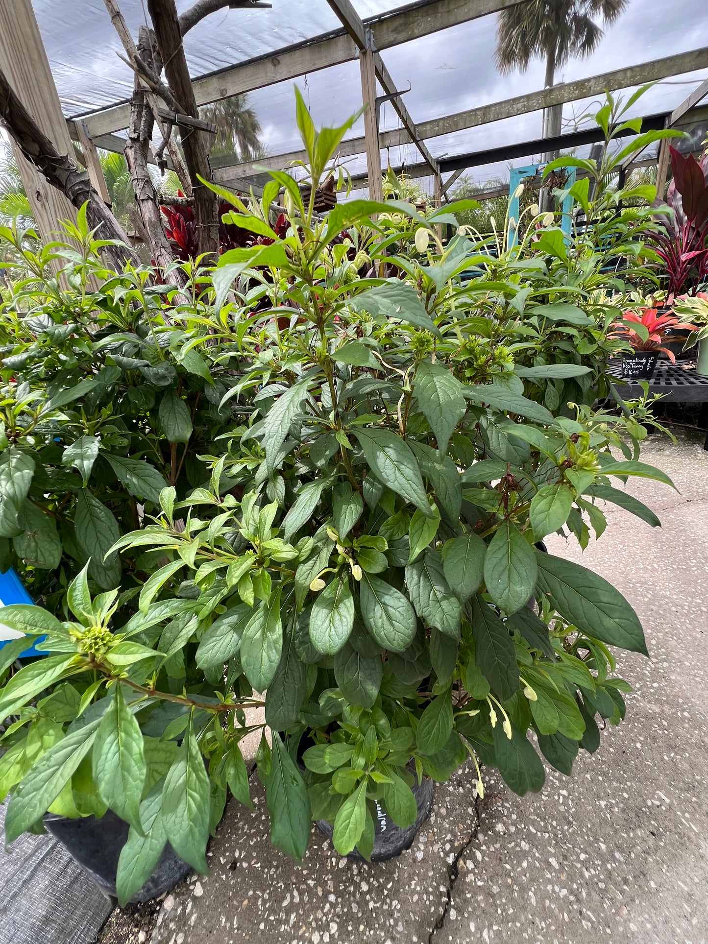 Clerodendrum Musical No-3G-3 gal