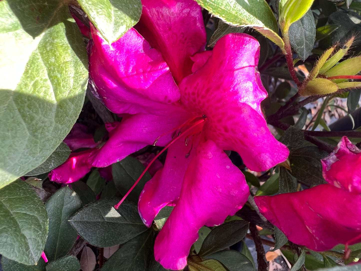 Azalea Bushes