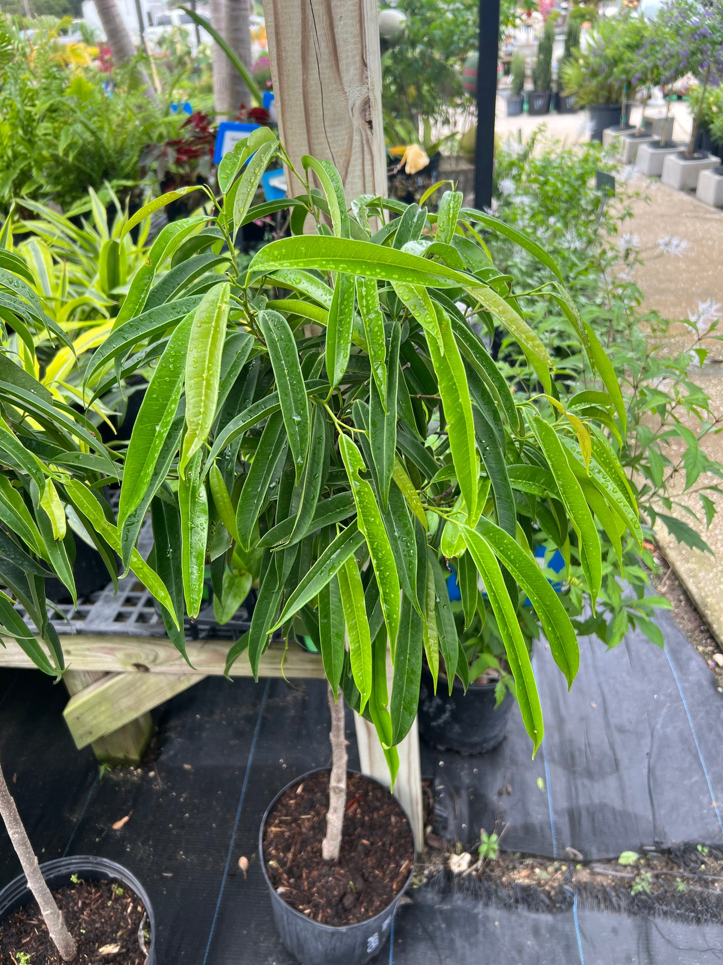 Ficus Alii Braided