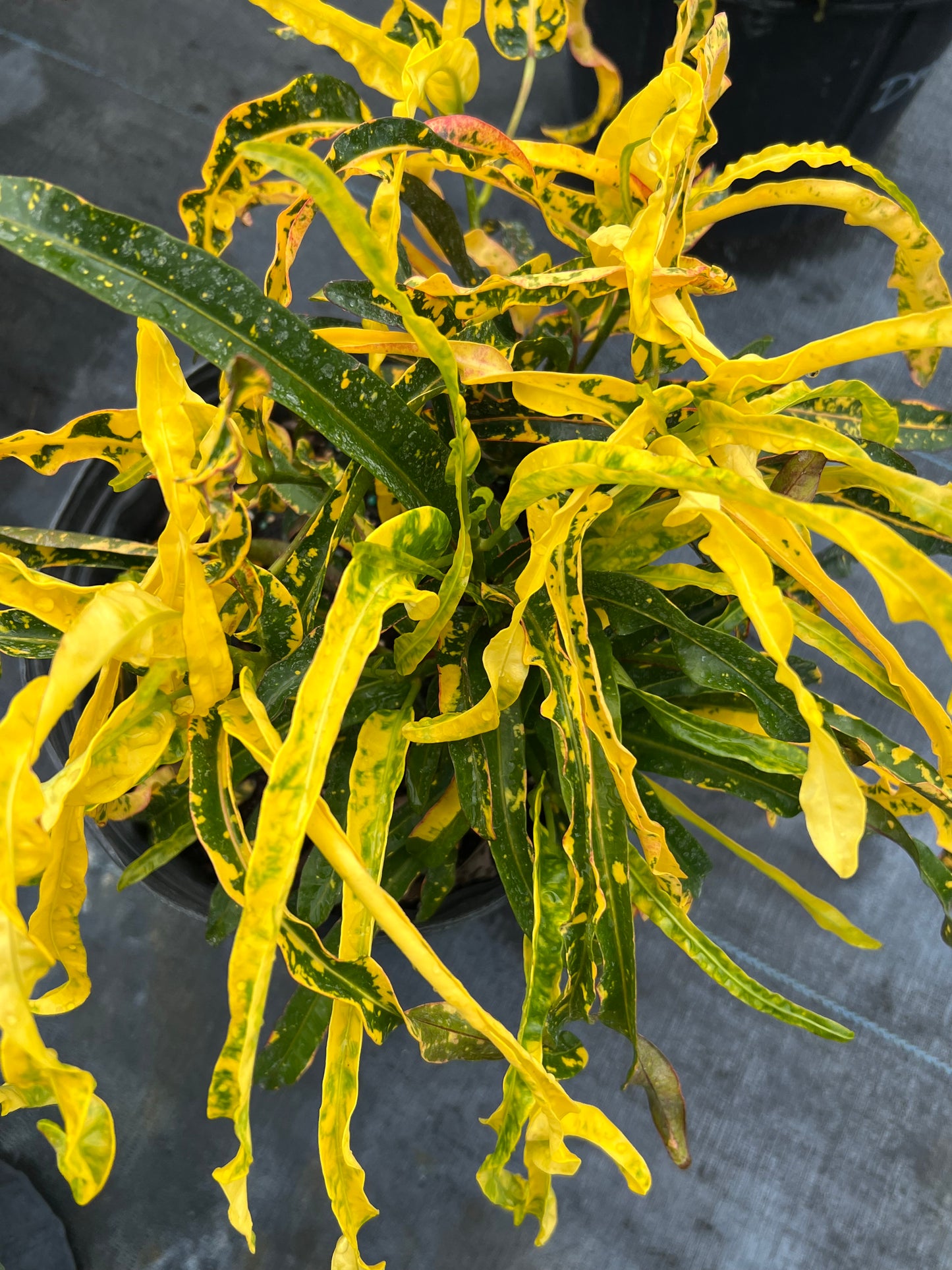 Croton Dreadlocks