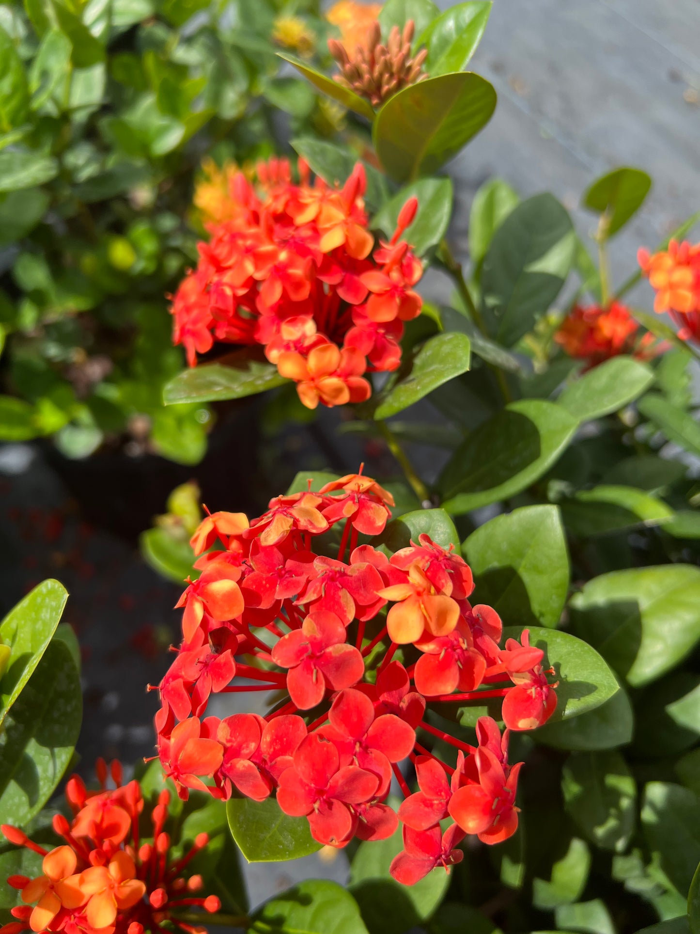 Ixora