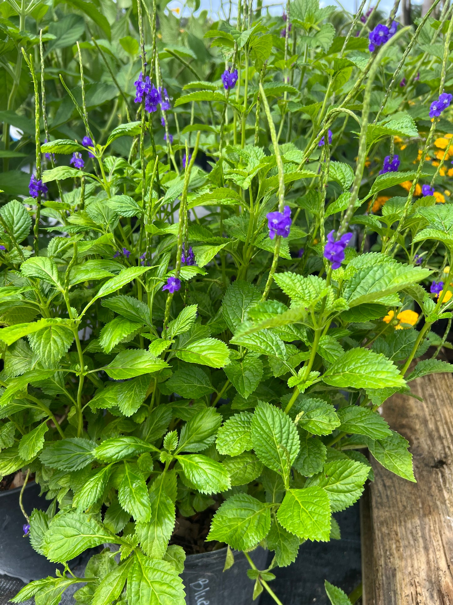 Porterweed