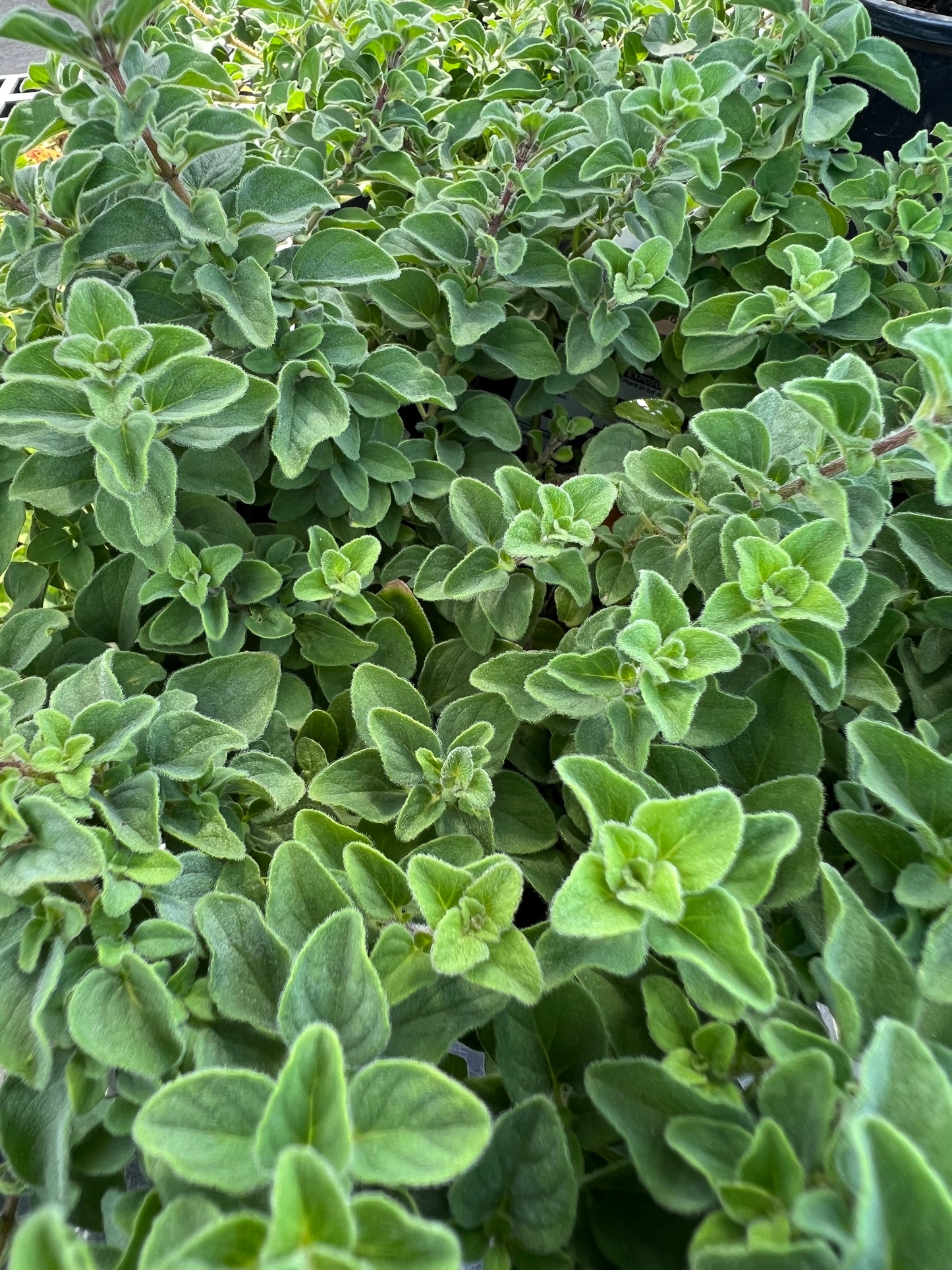 Herb Oregano Spicy Hot-1G-1 gal