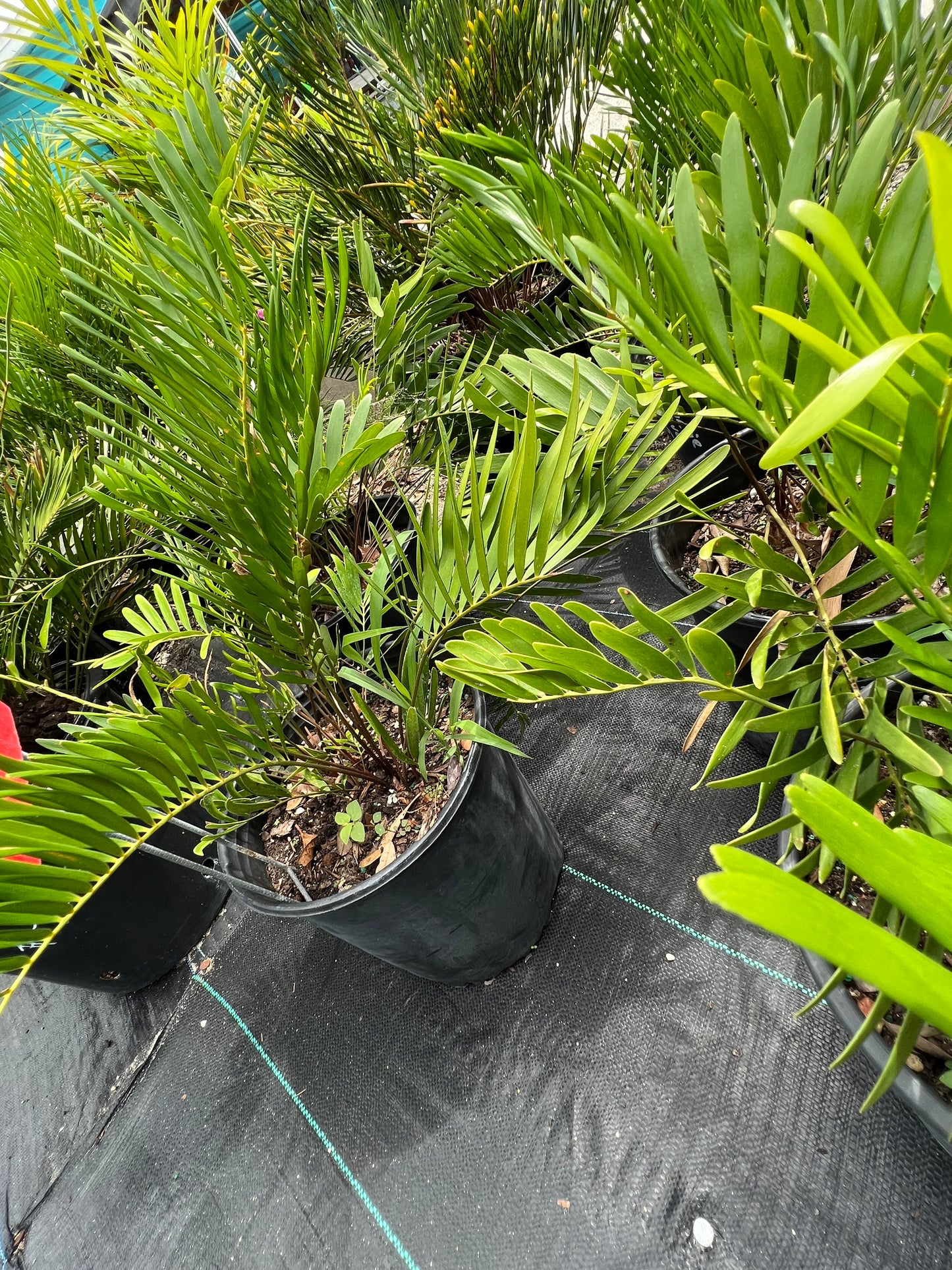 Coontie Palm (Zamia integrifolia)