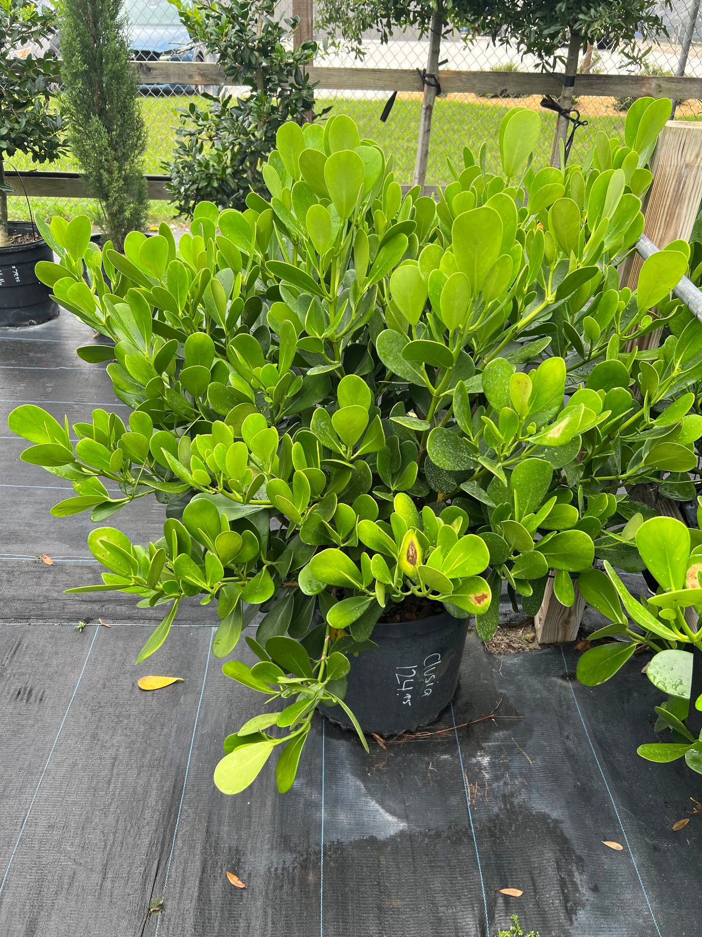Clusia Regular Guittifera Shrub