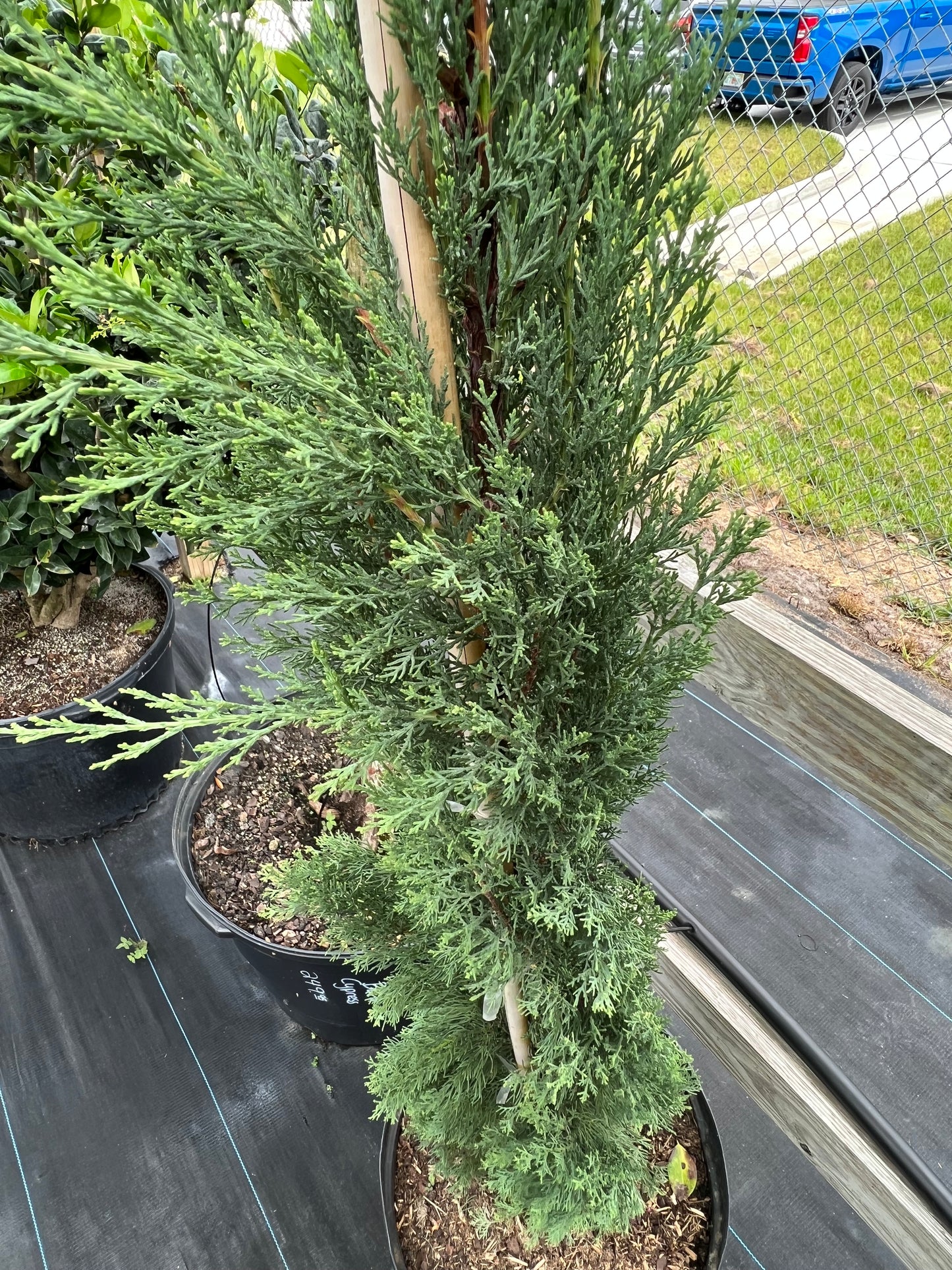 Italian Cypress (Juniper)