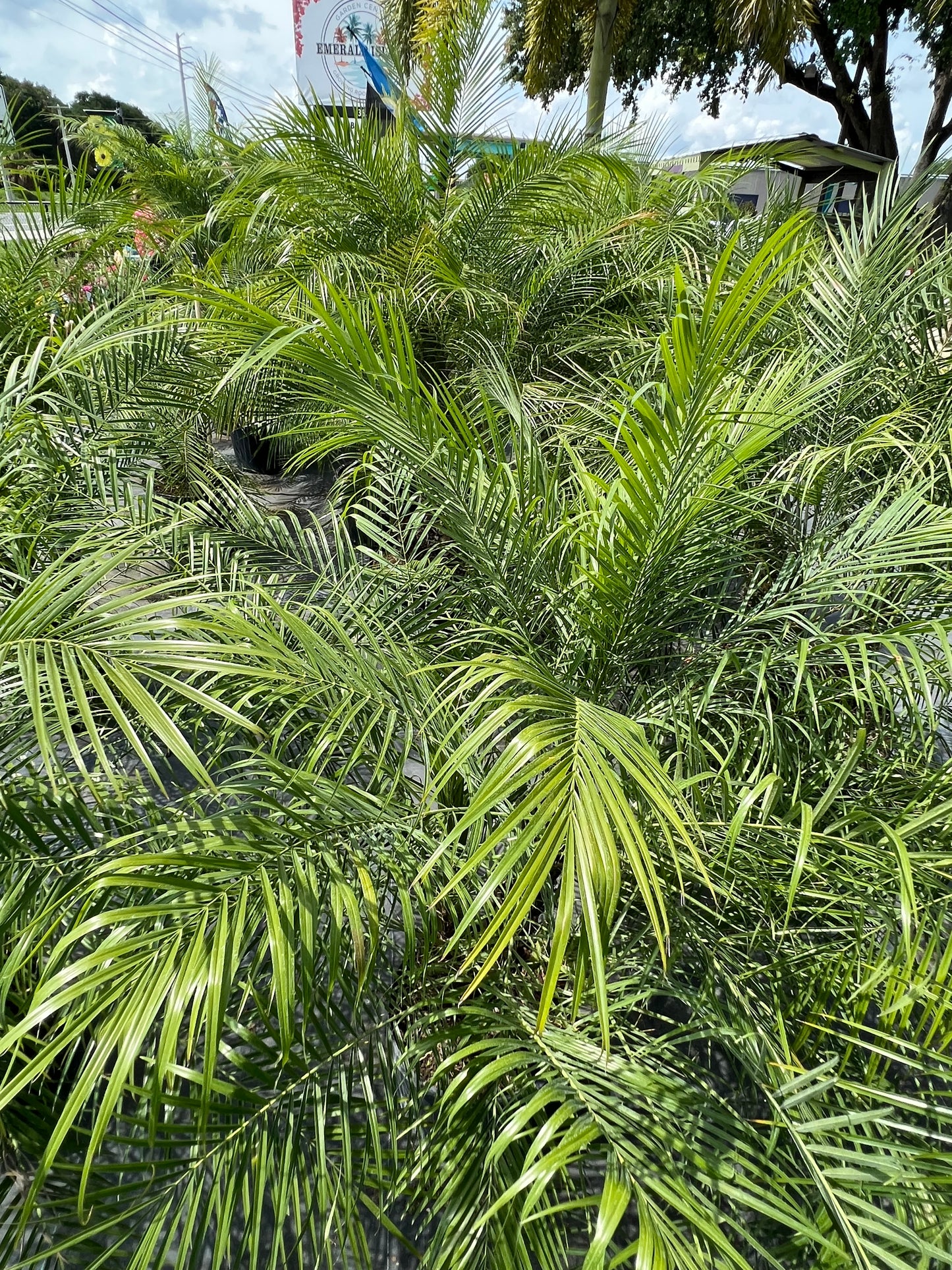 Roebelenii (Pygmy Date) Palms