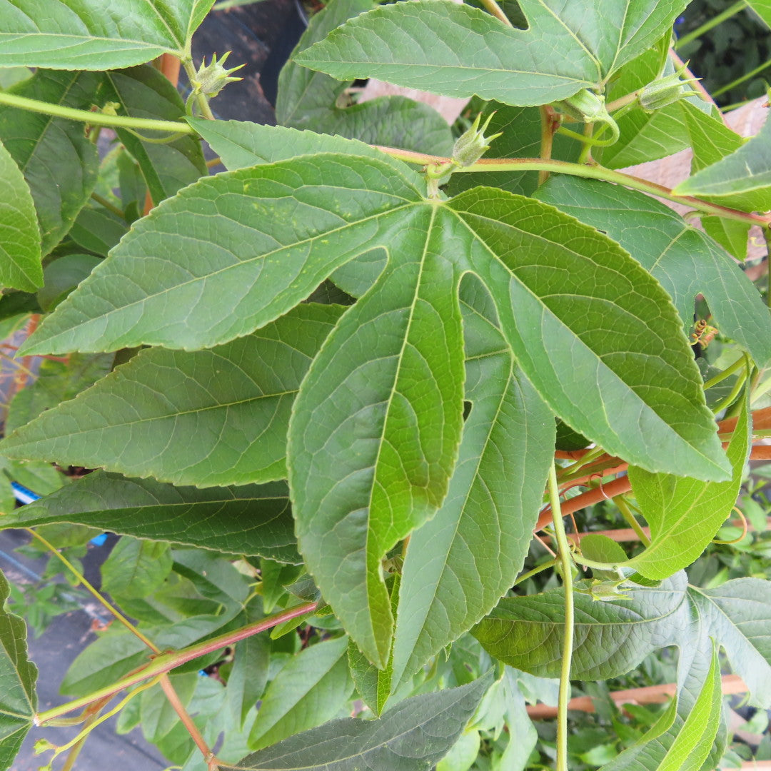 Passion Flower Vine Incense N