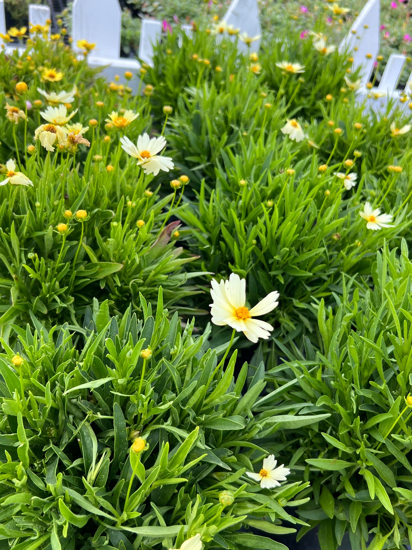 Coreopsis -1G