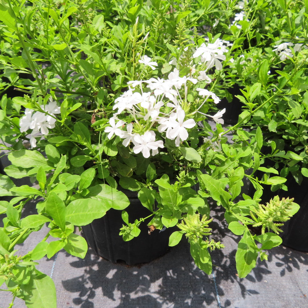Plumbago (auriculata)