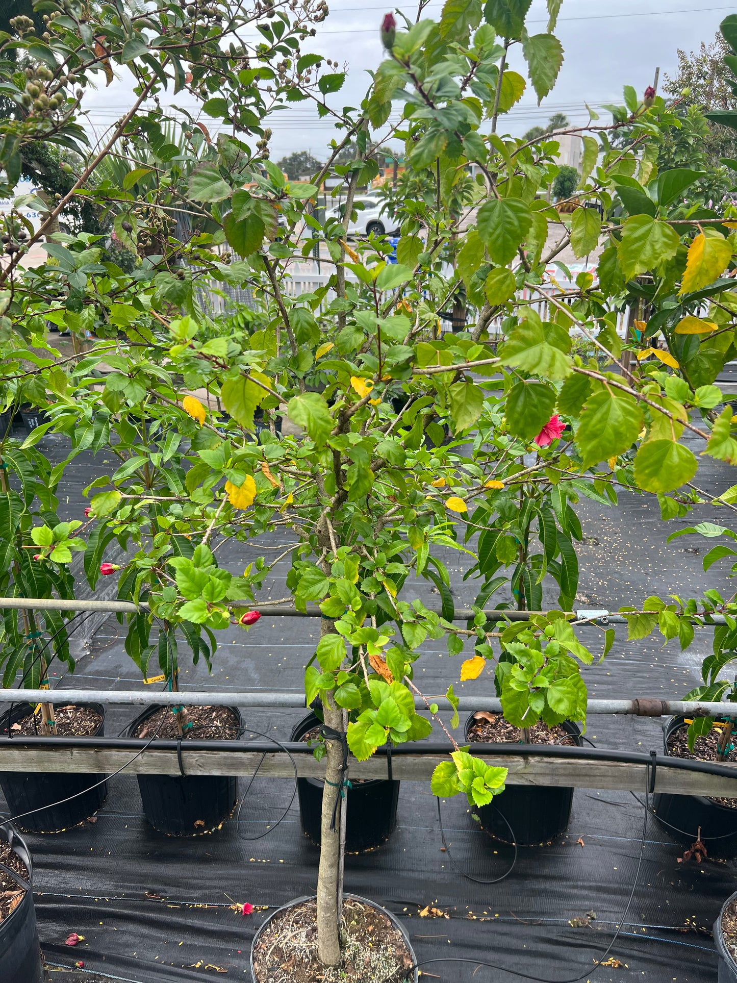 Hibiscus Trees