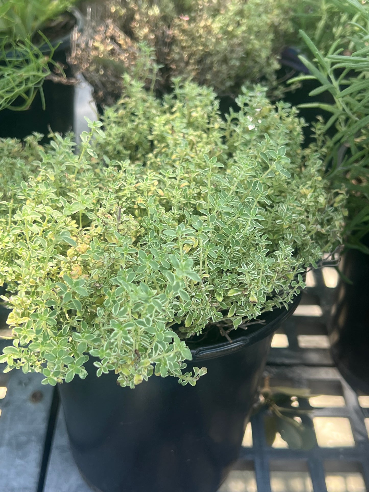 Herb Thyme English 1G