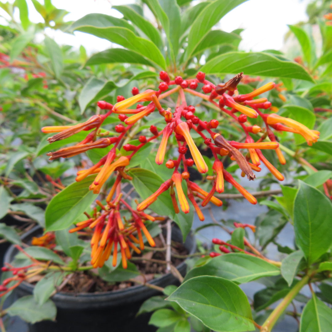 Firebush Dwarf