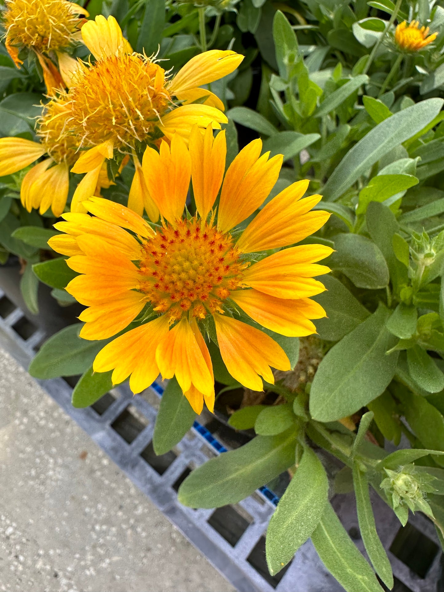 Gaillardia (Grandiflora)