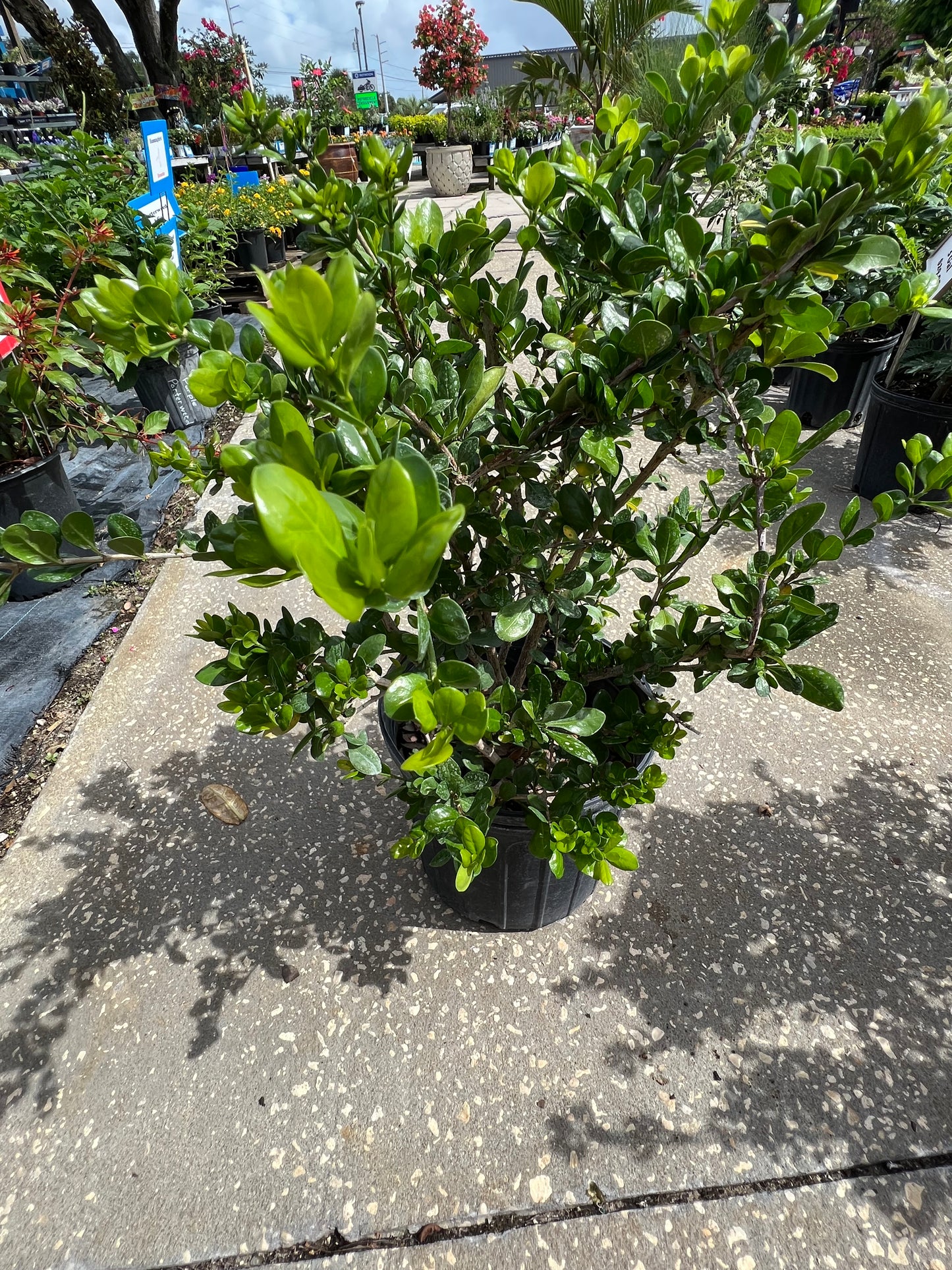 White Indigo Berry N 3G