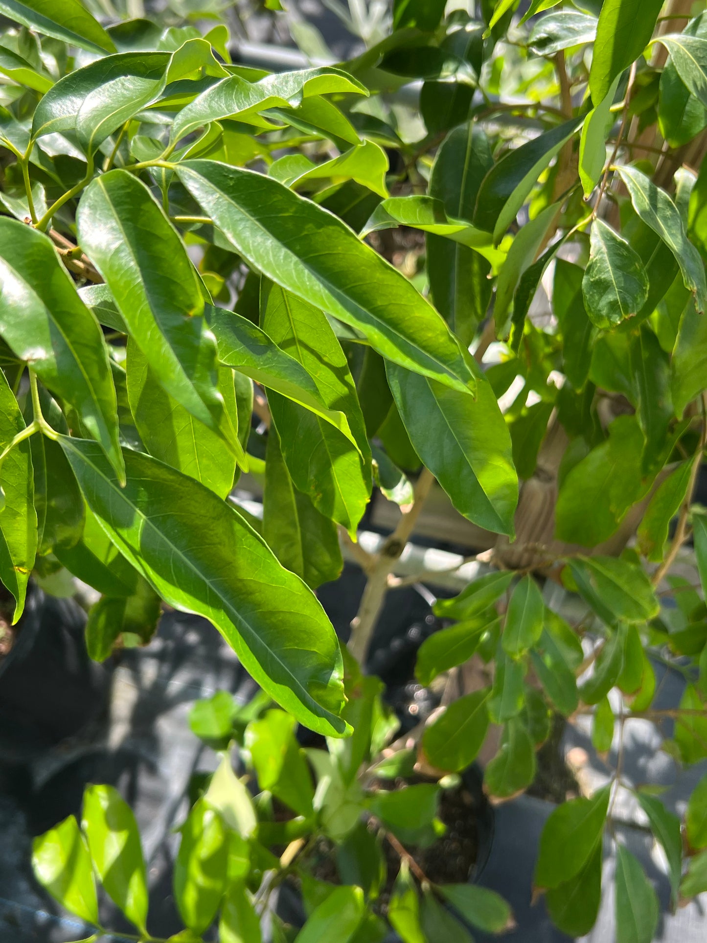 Lychee Tree