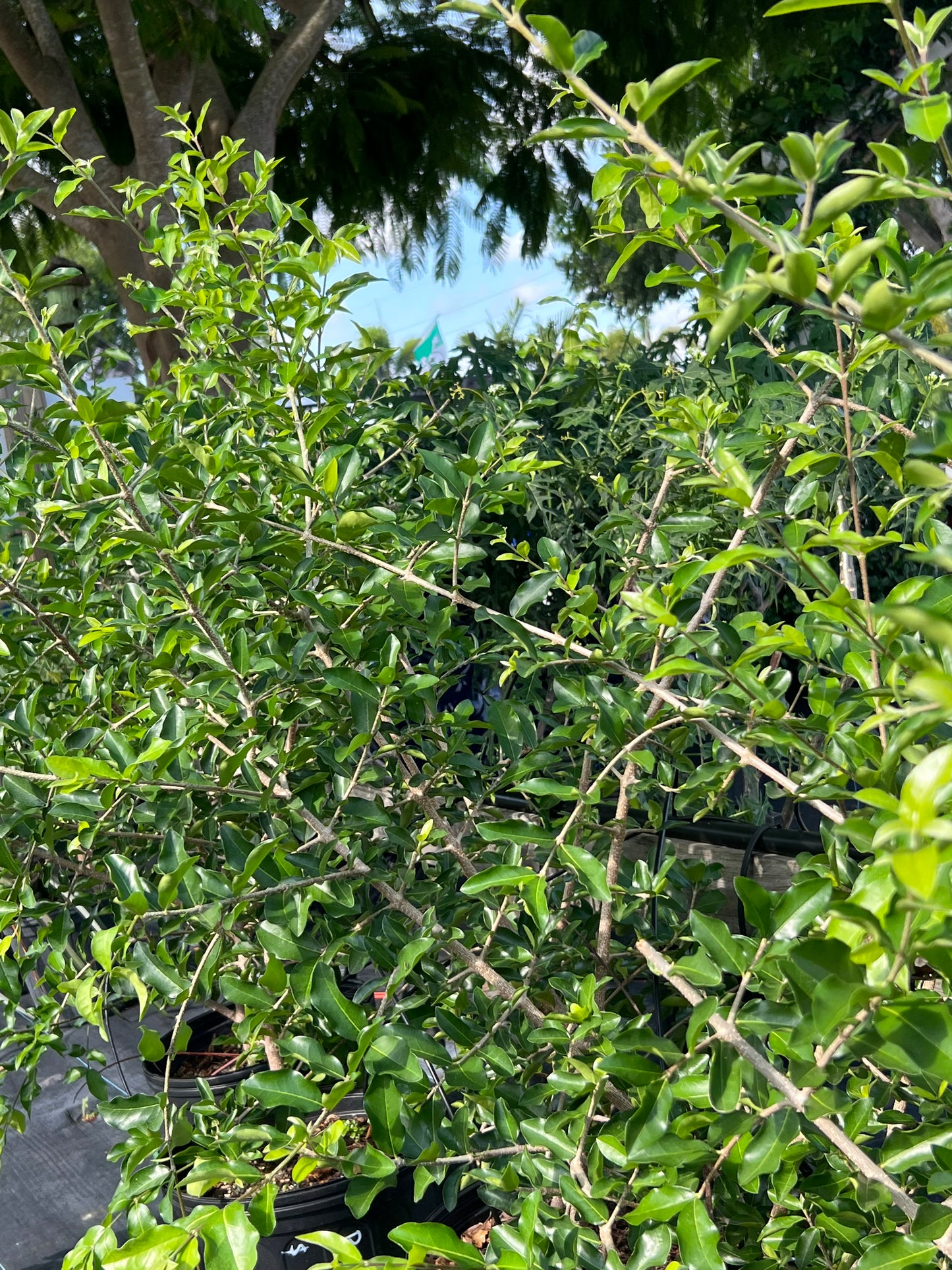 Cherry Tree