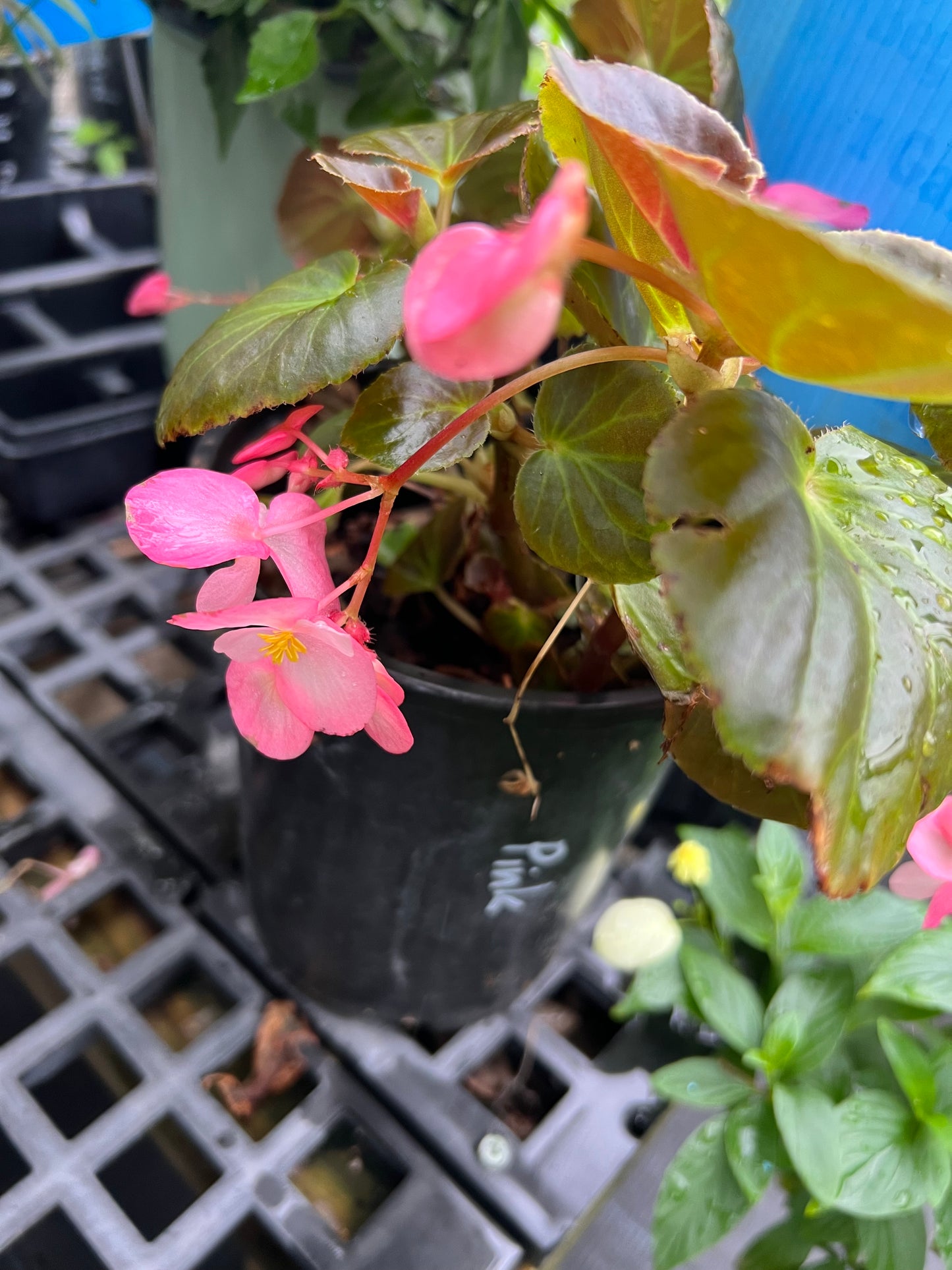Begonia
