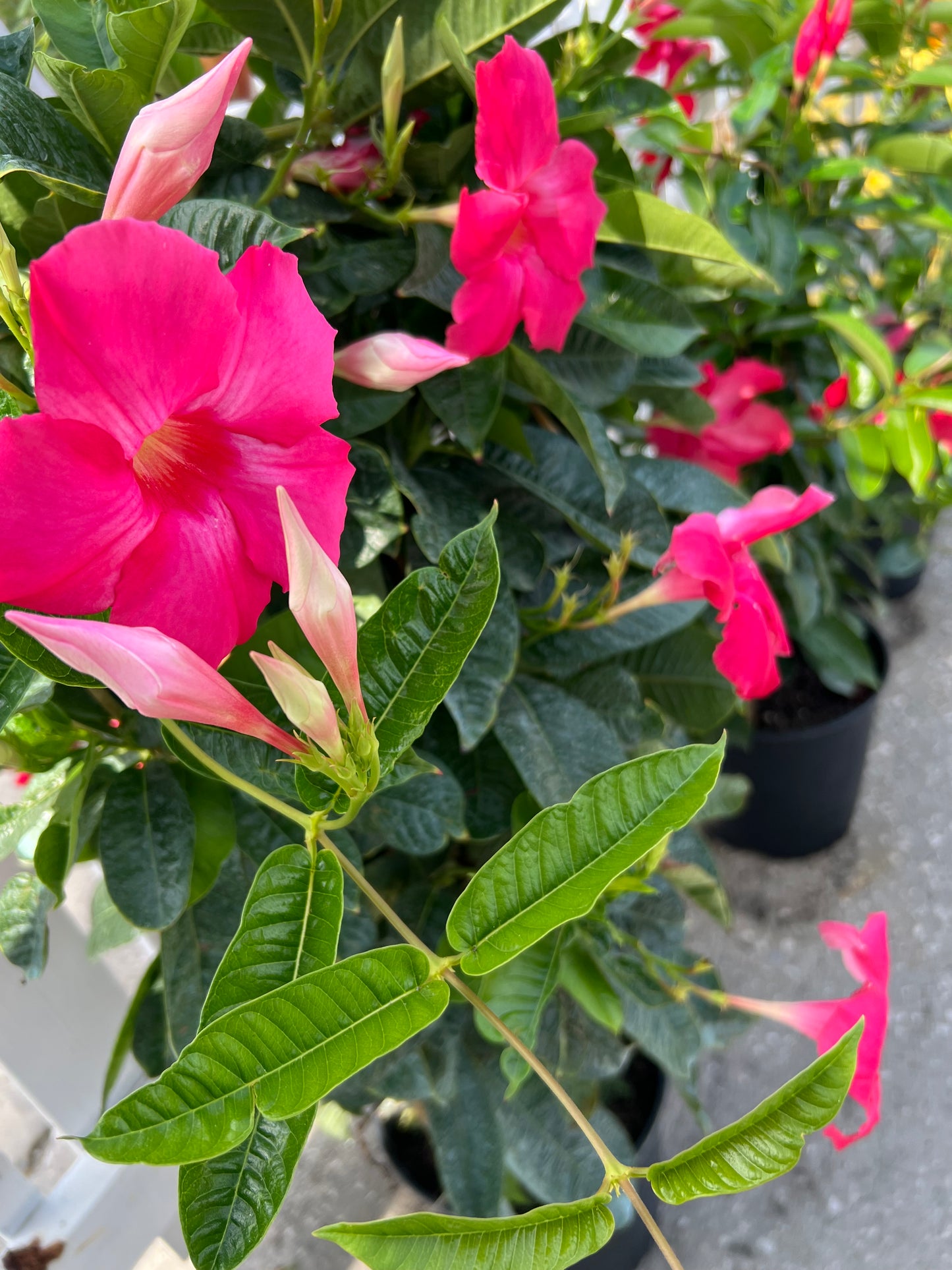 Mandevilla