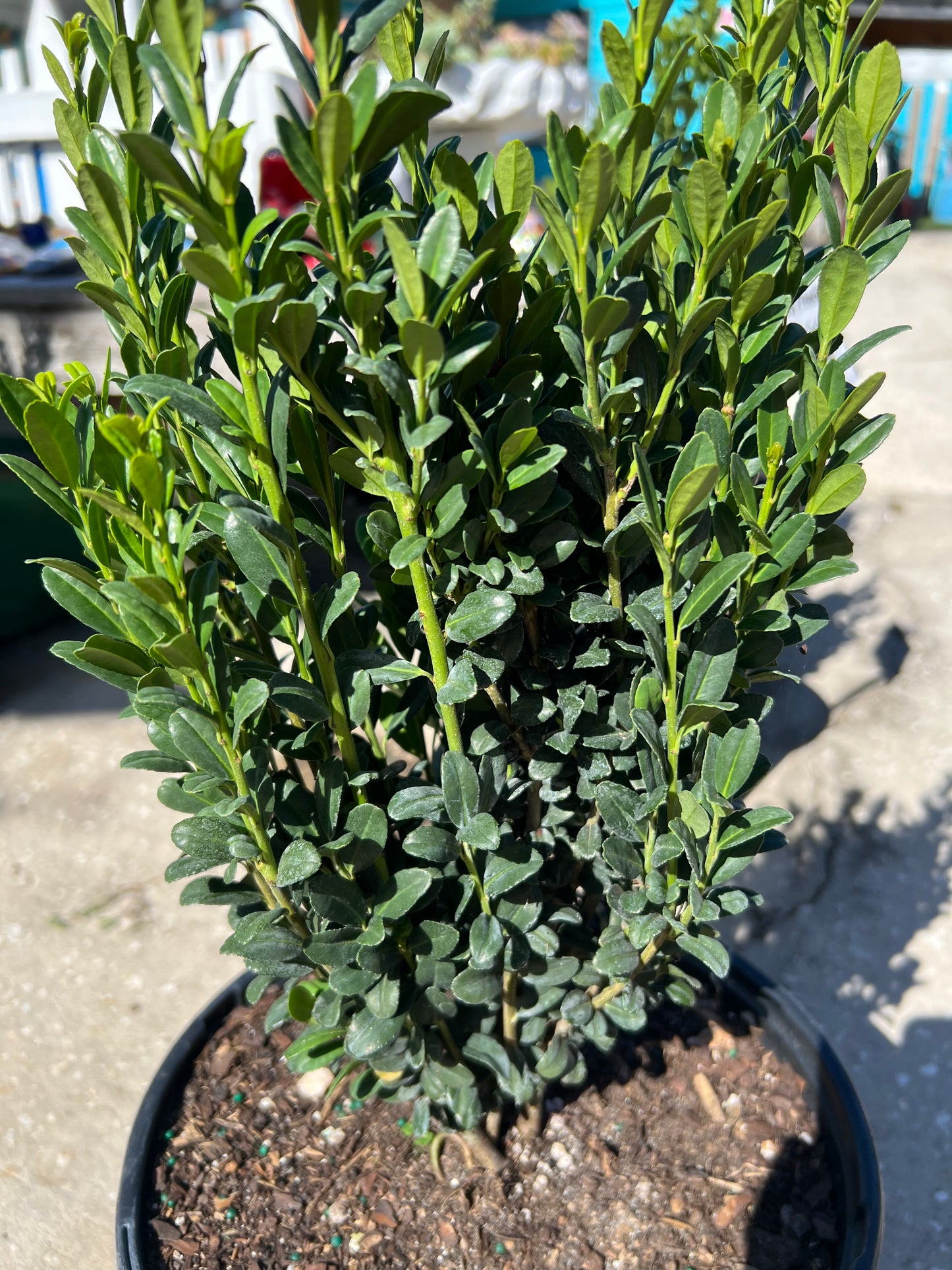 Ilex Sky Pencil (crenata)