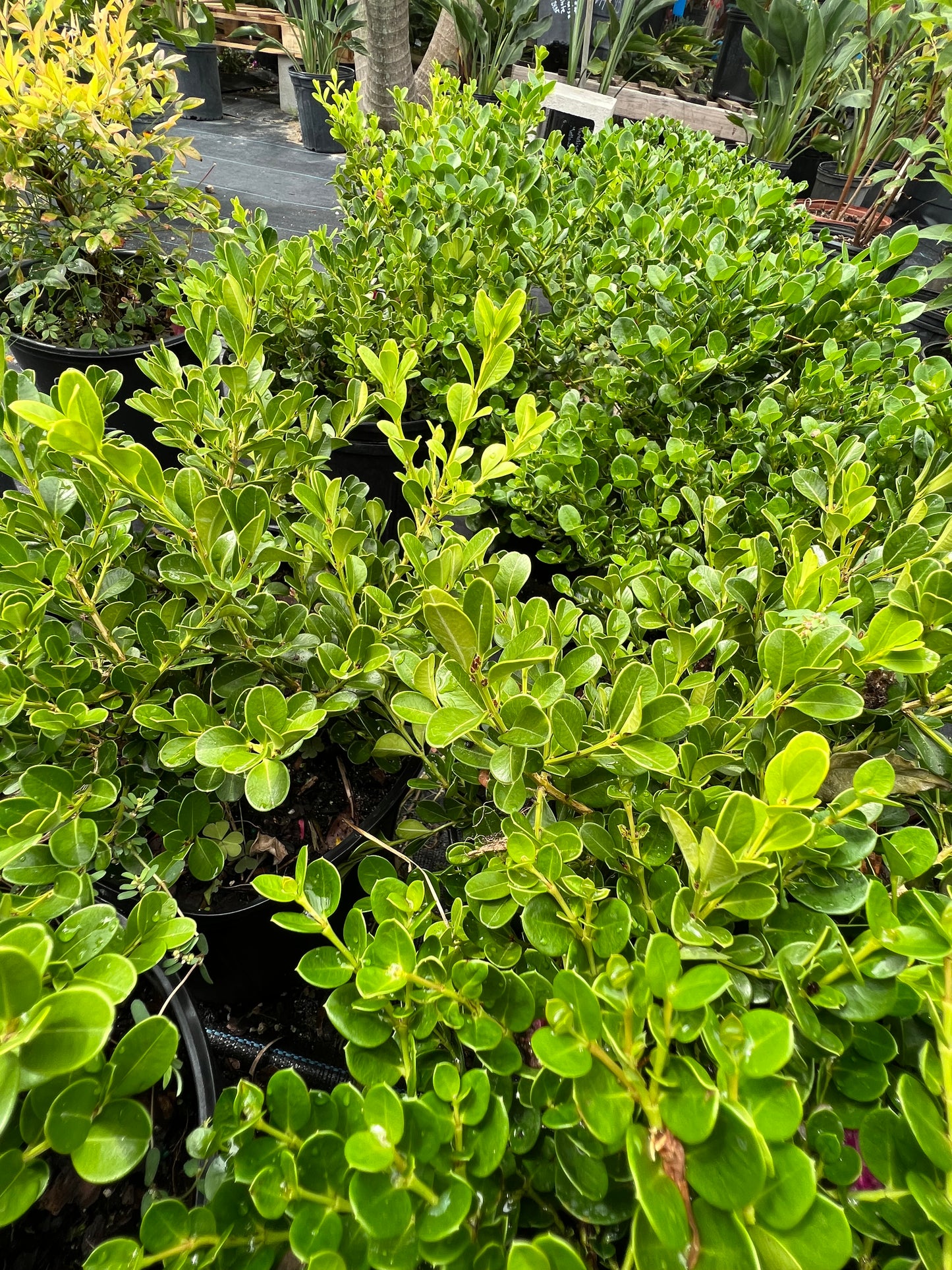 Carissa Emerald Blnkt-3G
